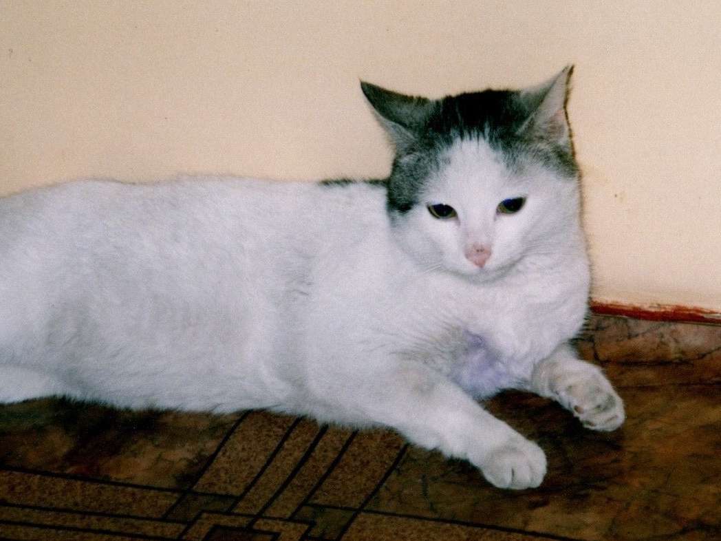 Ansicht 2 von Tierärztin Boguslawa Daglis