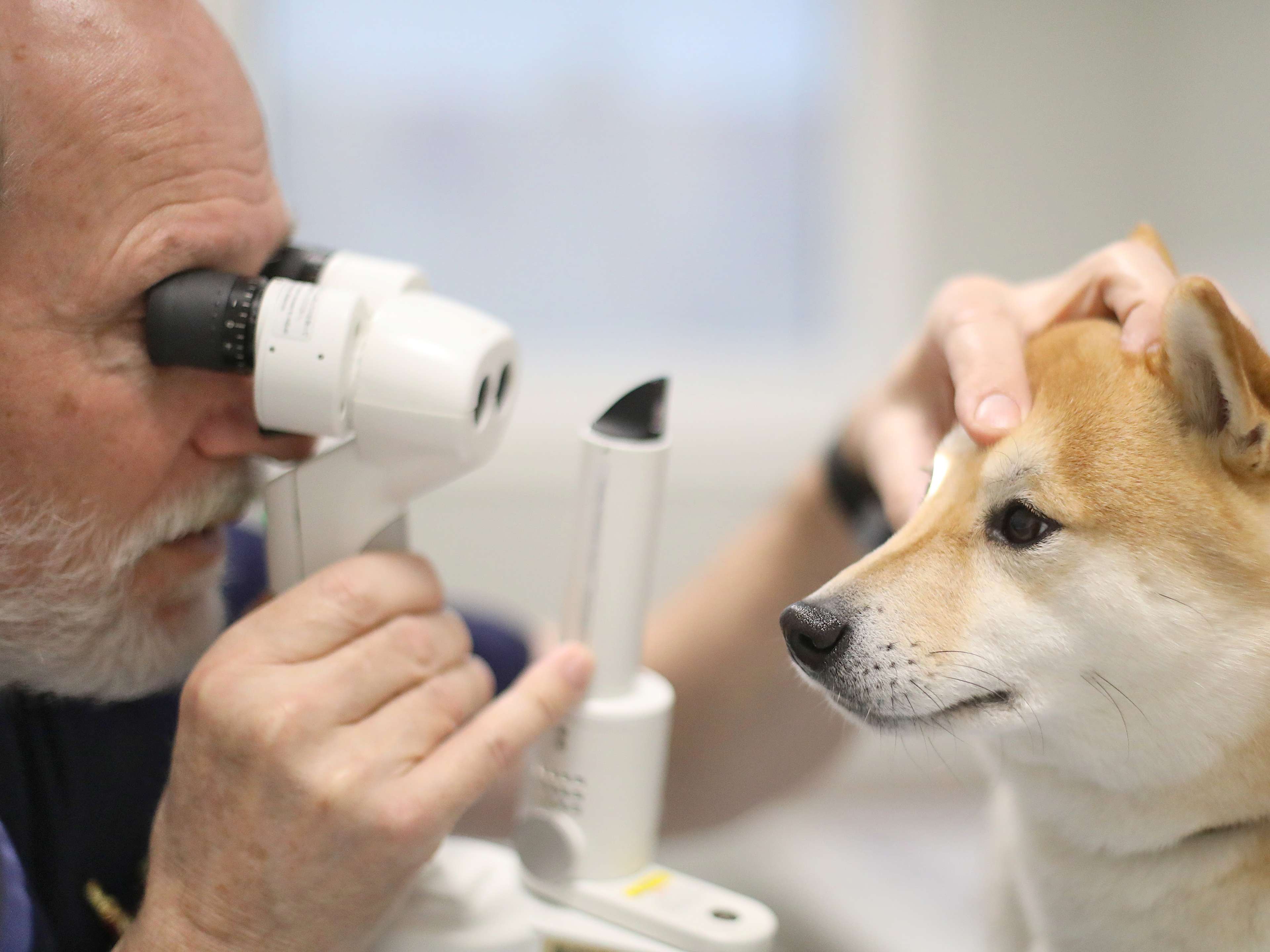 Ansicht 2 von Tierarzt/Tierklinik Rostock 24/7 Notfallklinik