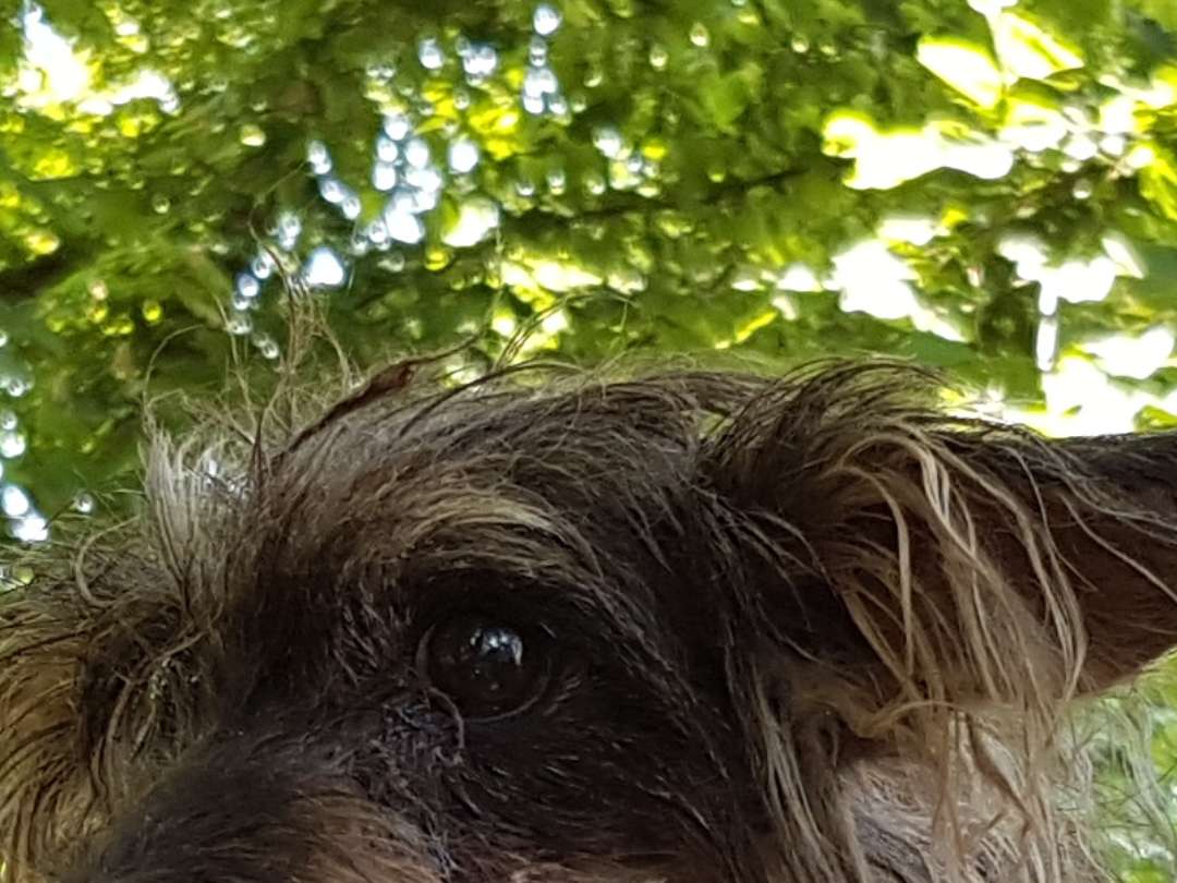 Ansicht 2 von Dr. med.vet. Gerbert F. Grohs