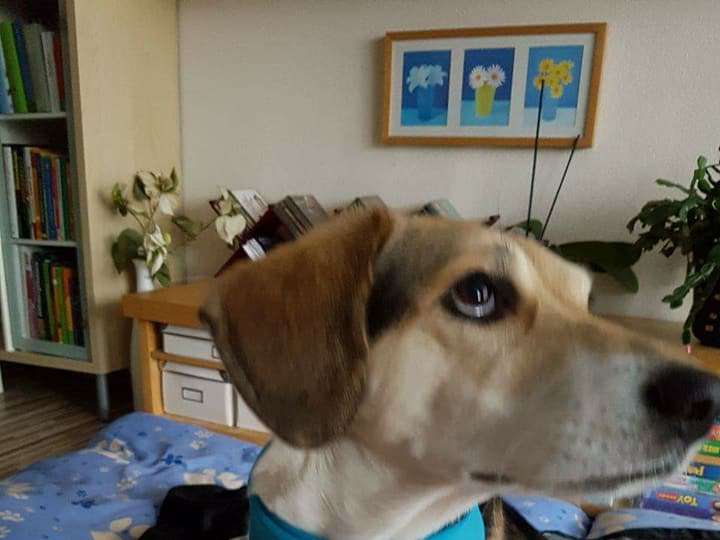 Ansicht 4 von BrainCheck.Pet - Tierärztliche Praxis für Epilepsie (Tierarzt)
