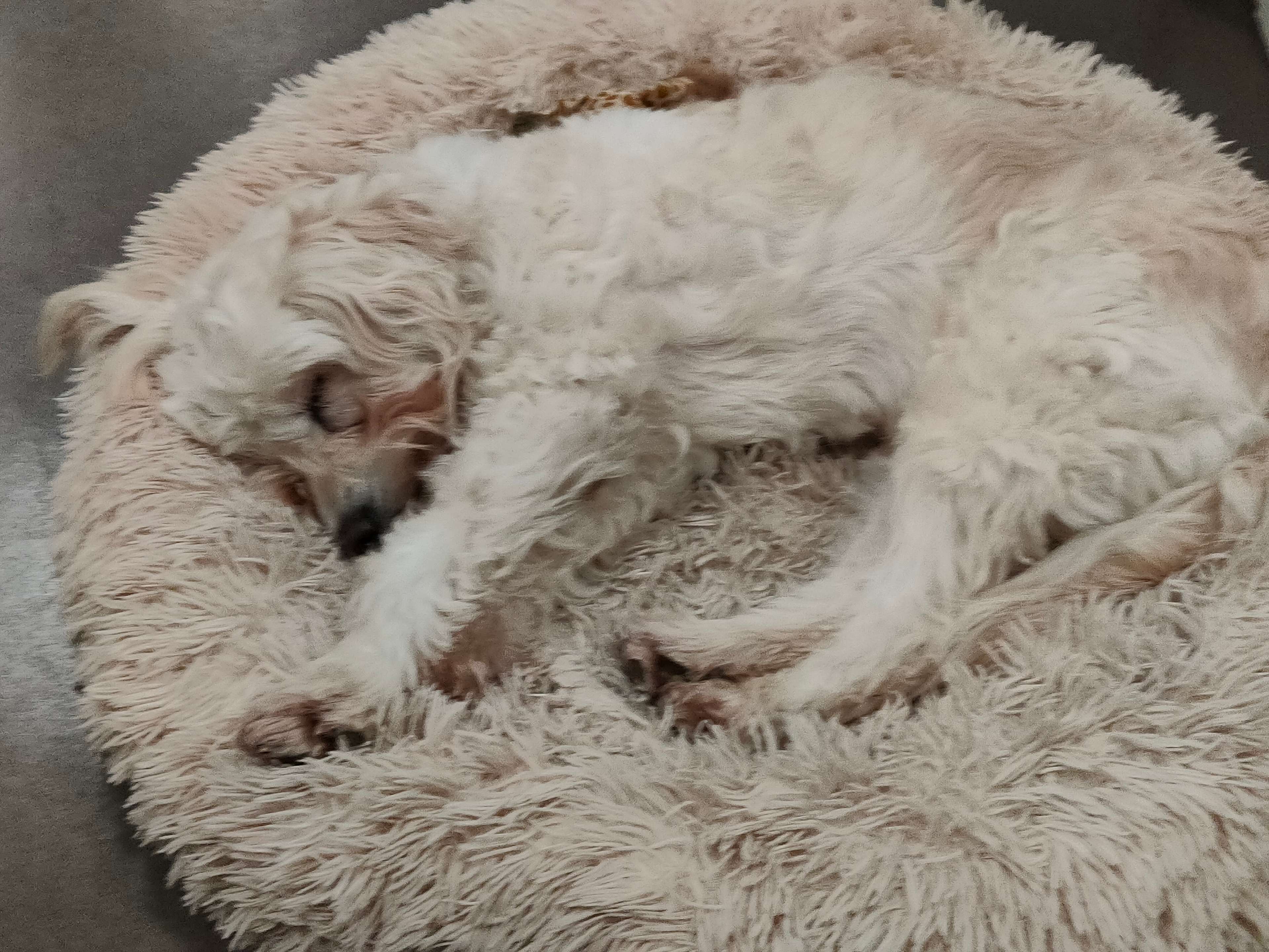 View 1 of Tierärztin Monika Bethke, Hunde-Darmcheck