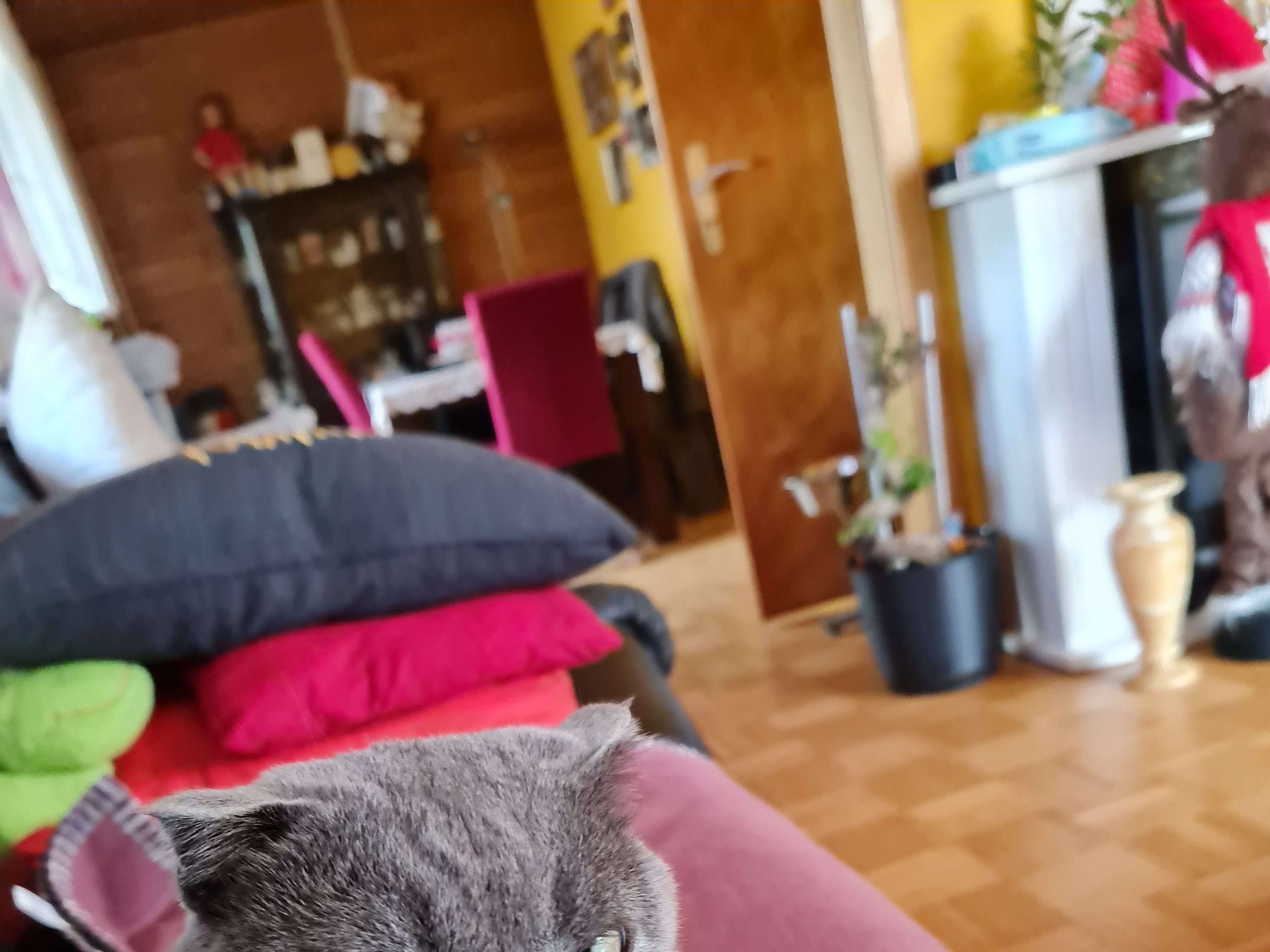 Ansicht 2 von Dr.med.vet. Angela Krieger Tierärztin