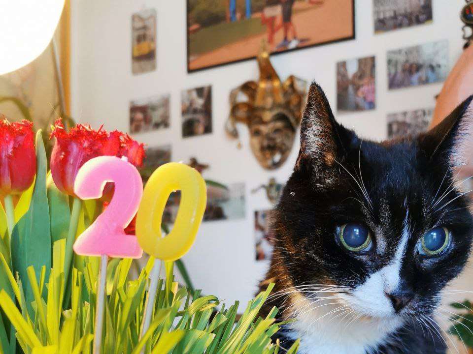 Ansicht 1 von Sonntag Almut Prakt. Tierärztin
