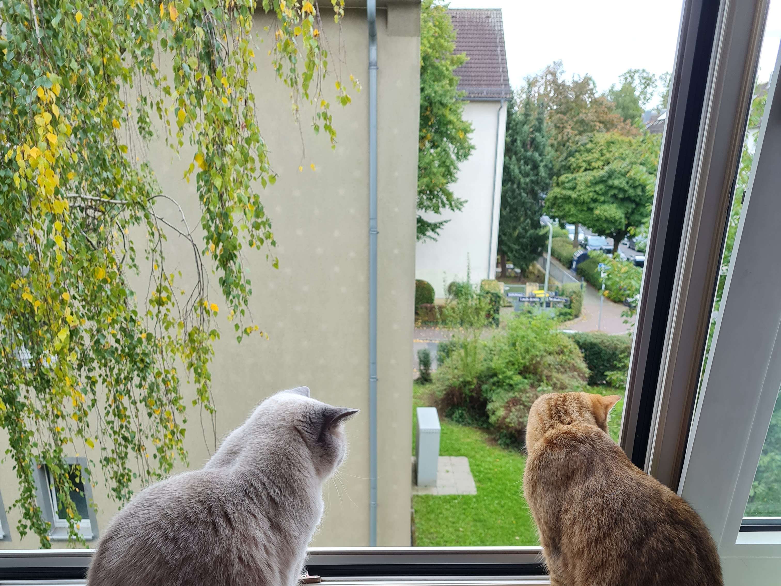 View 3 of Kuhne - Tierverhaltenstherapie