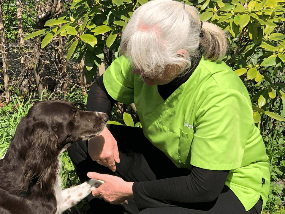 Ansicht 5 von felmo Mobiler Tierarzt Essen
