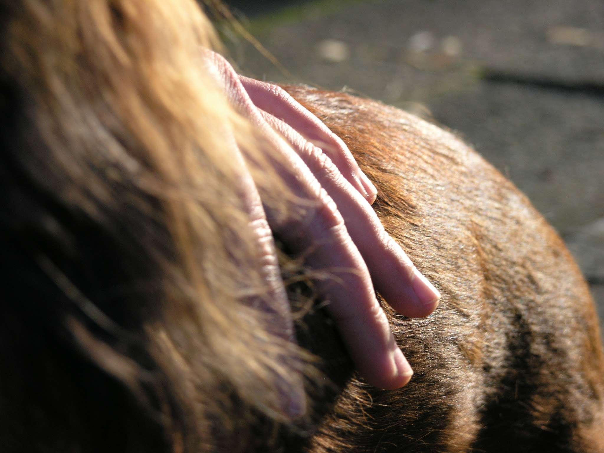 Ansicht 1 von Veterinär-Chiropraktik Anne Pradel _ Ganzheitliche Tiermedizin für Pferde