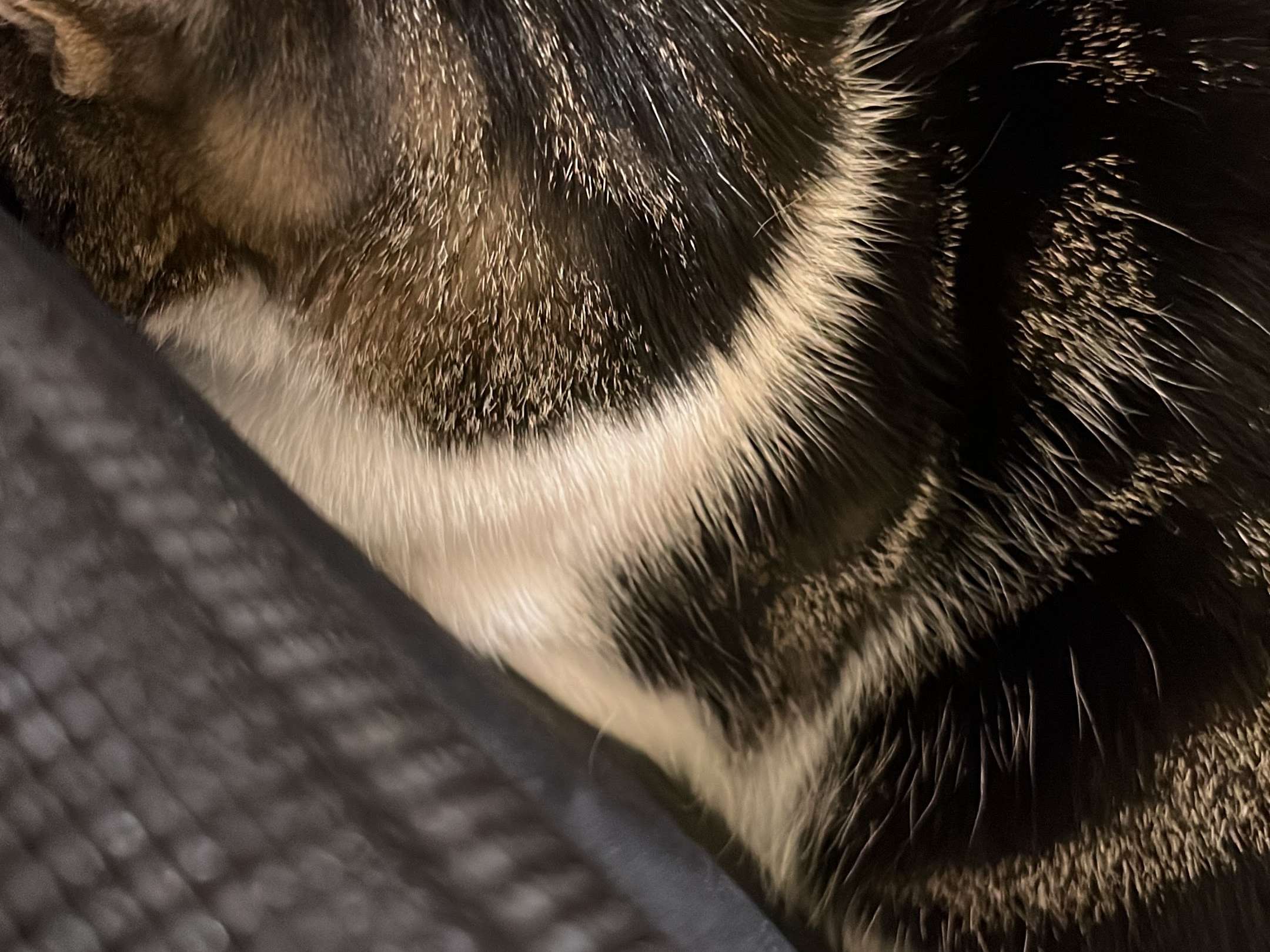 Ansicht 3 von Tierklinik am Grünbachplatz