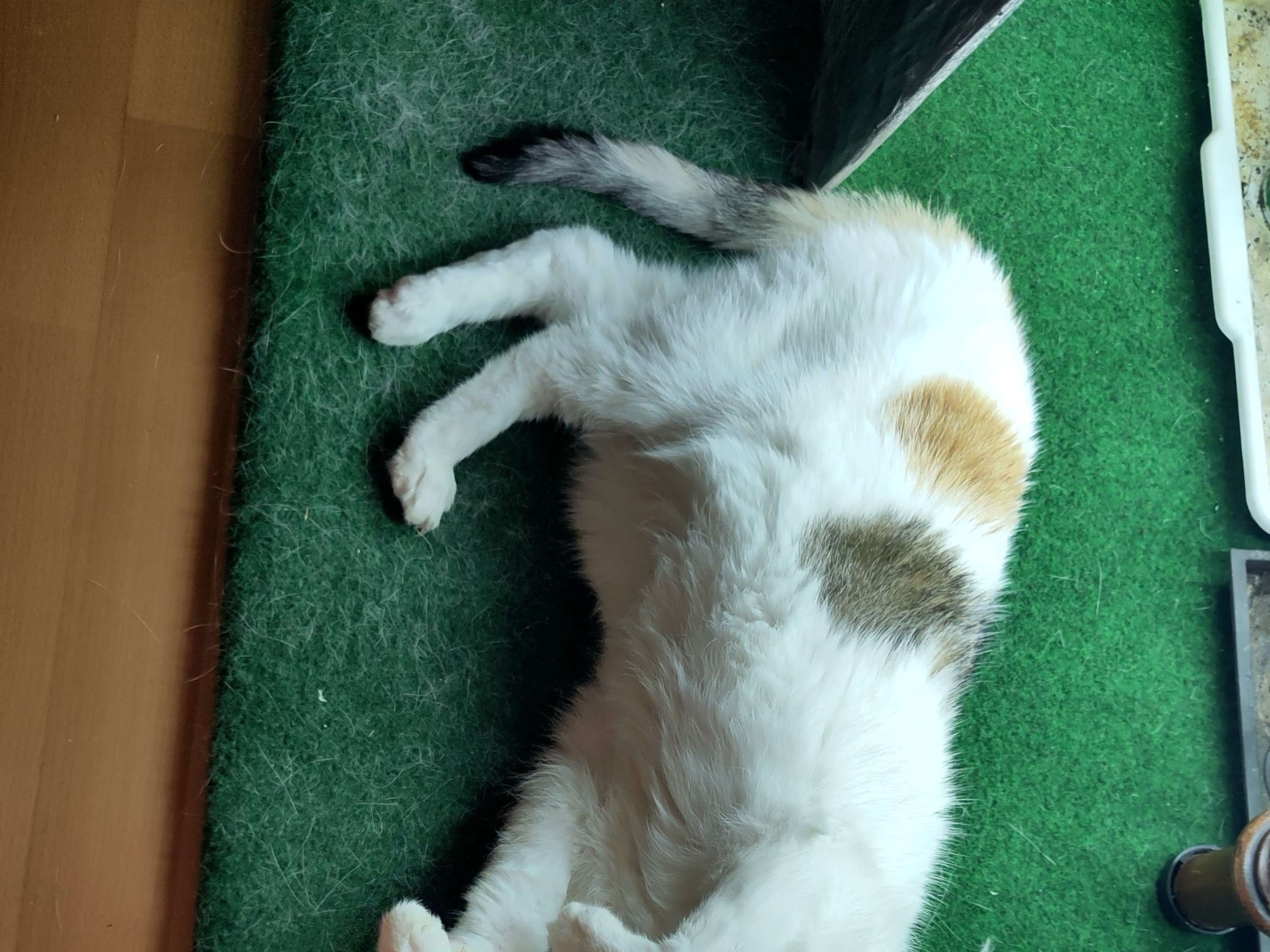 Ansicht 2 von Kleintierordination Dr. Walter Maitz