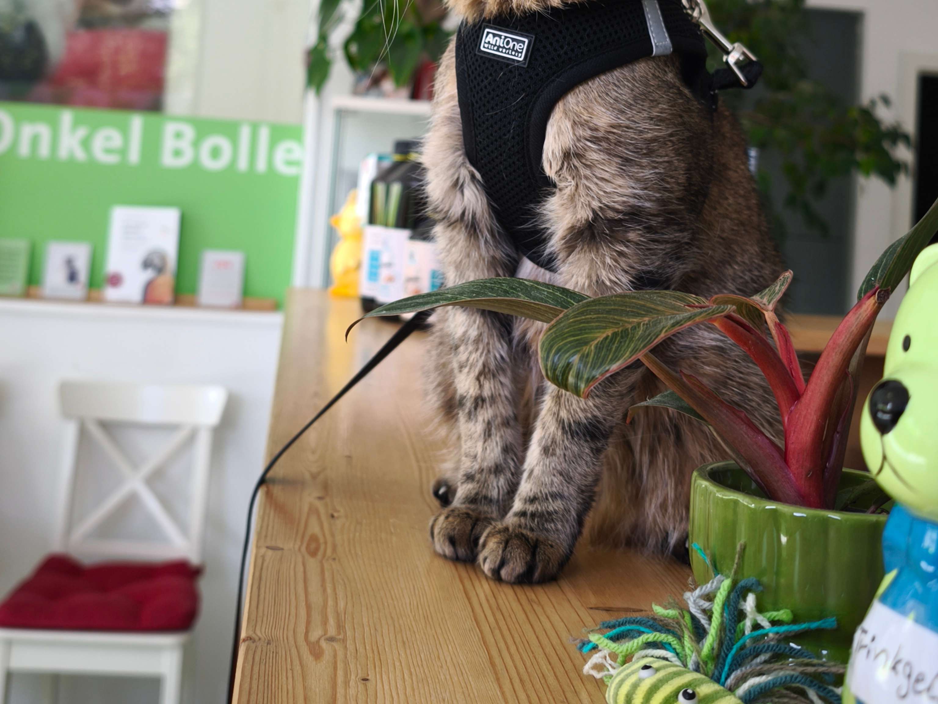 Ansicht 2 von Tierarztpraxis "Tante Käthe & Onkel Bolle" Dr. Willitzkat
