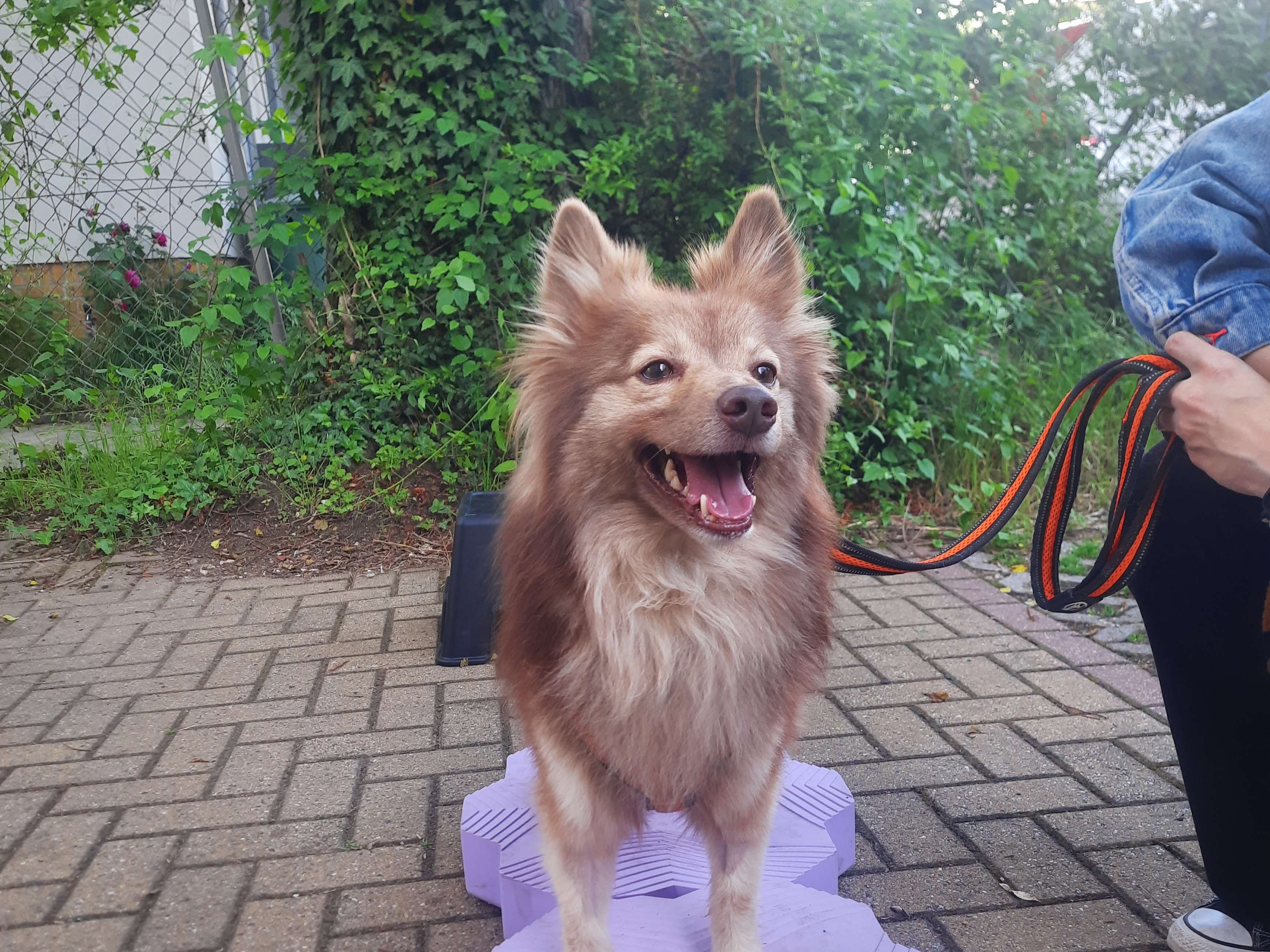 Ansicht 1 von NeuroVetMove