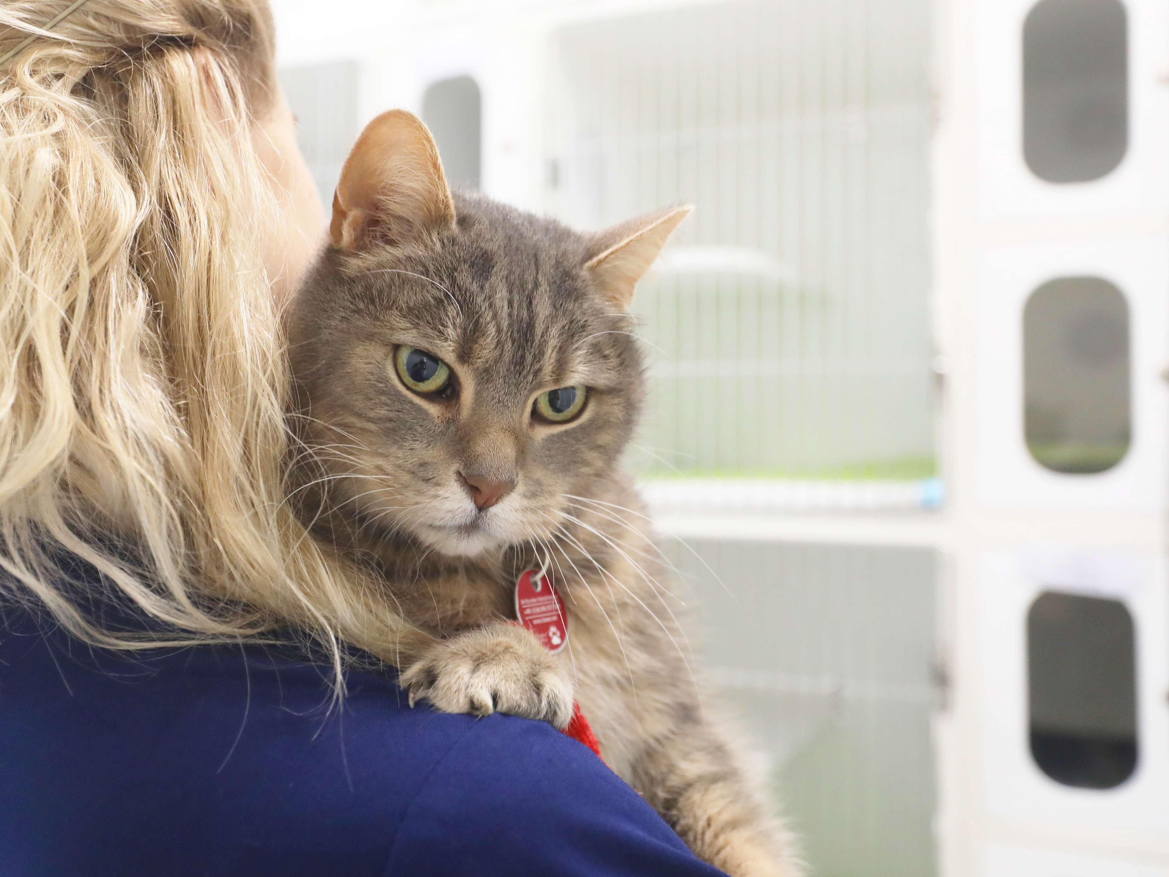 Ansicht 3 von Tierarzt/Tierklinik Rostock 24/7 Notfallklinik