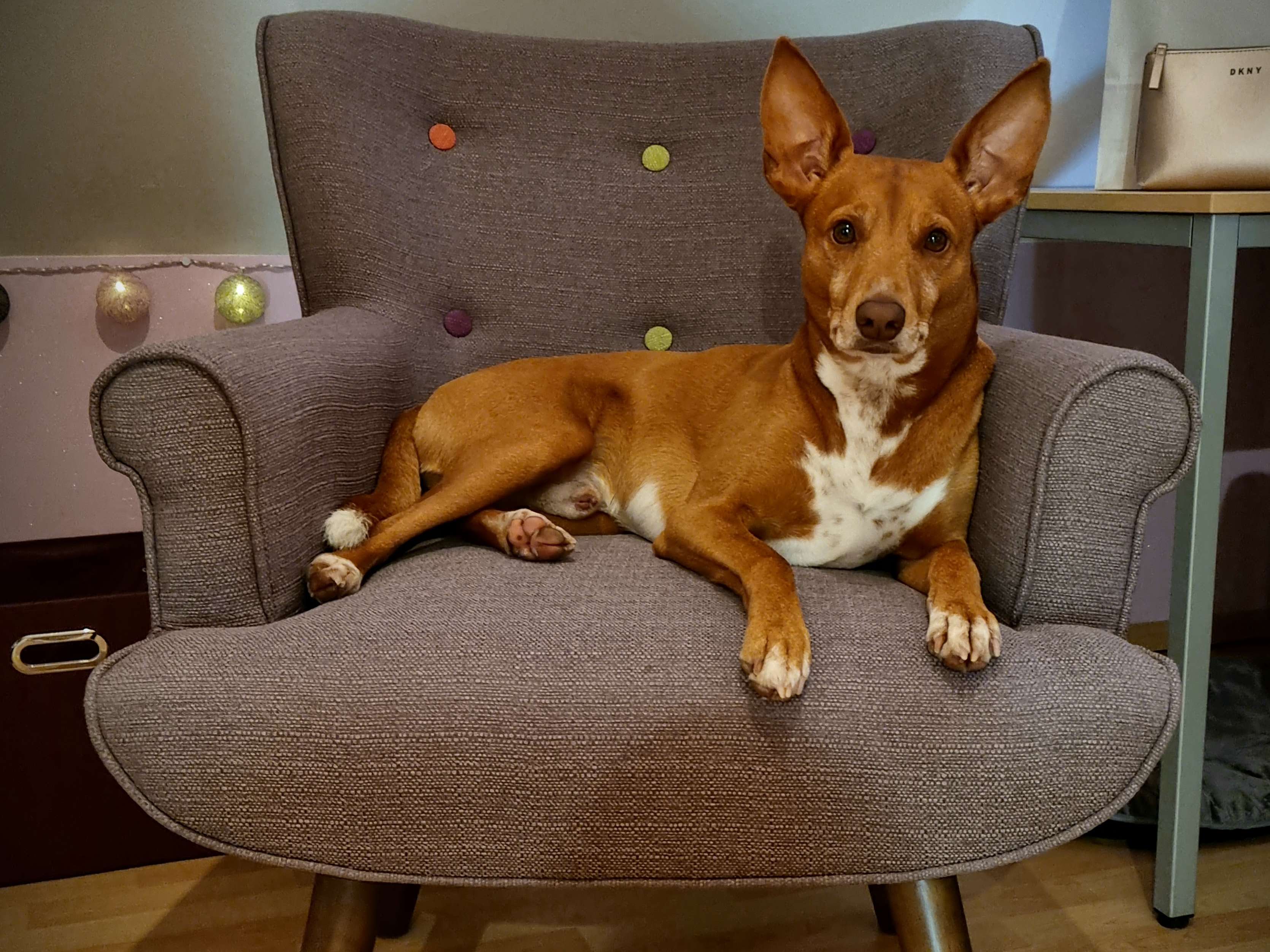 View 3 of Dr. med vet Sascha Stiny