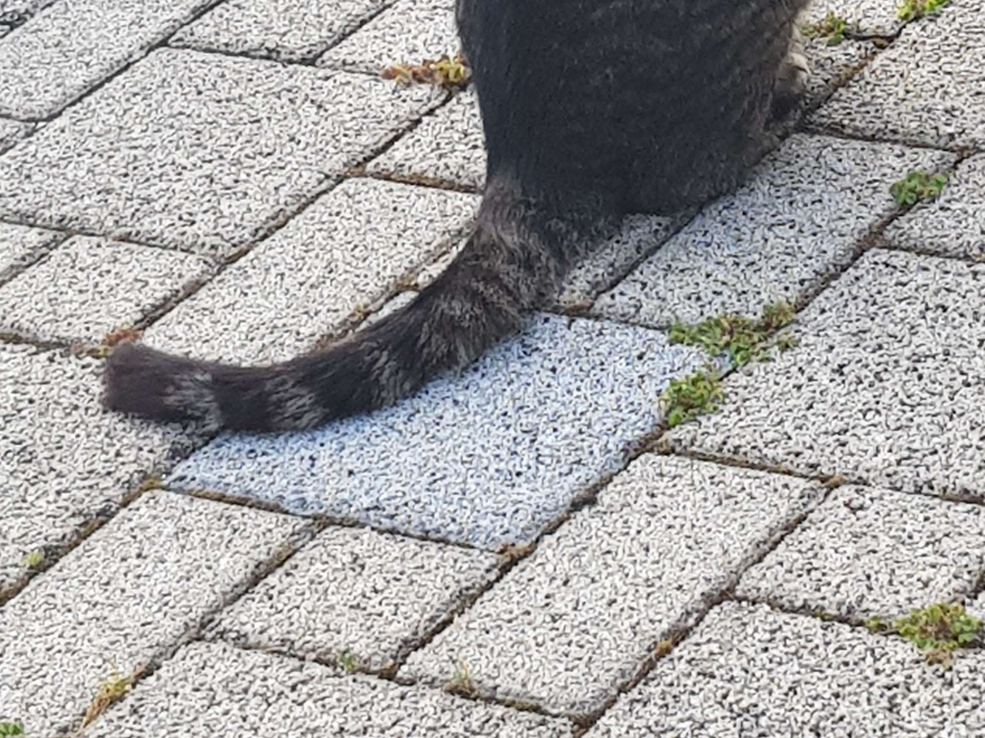 View 3 of Dr.med.vet. Arnim Stooss Tierarzt