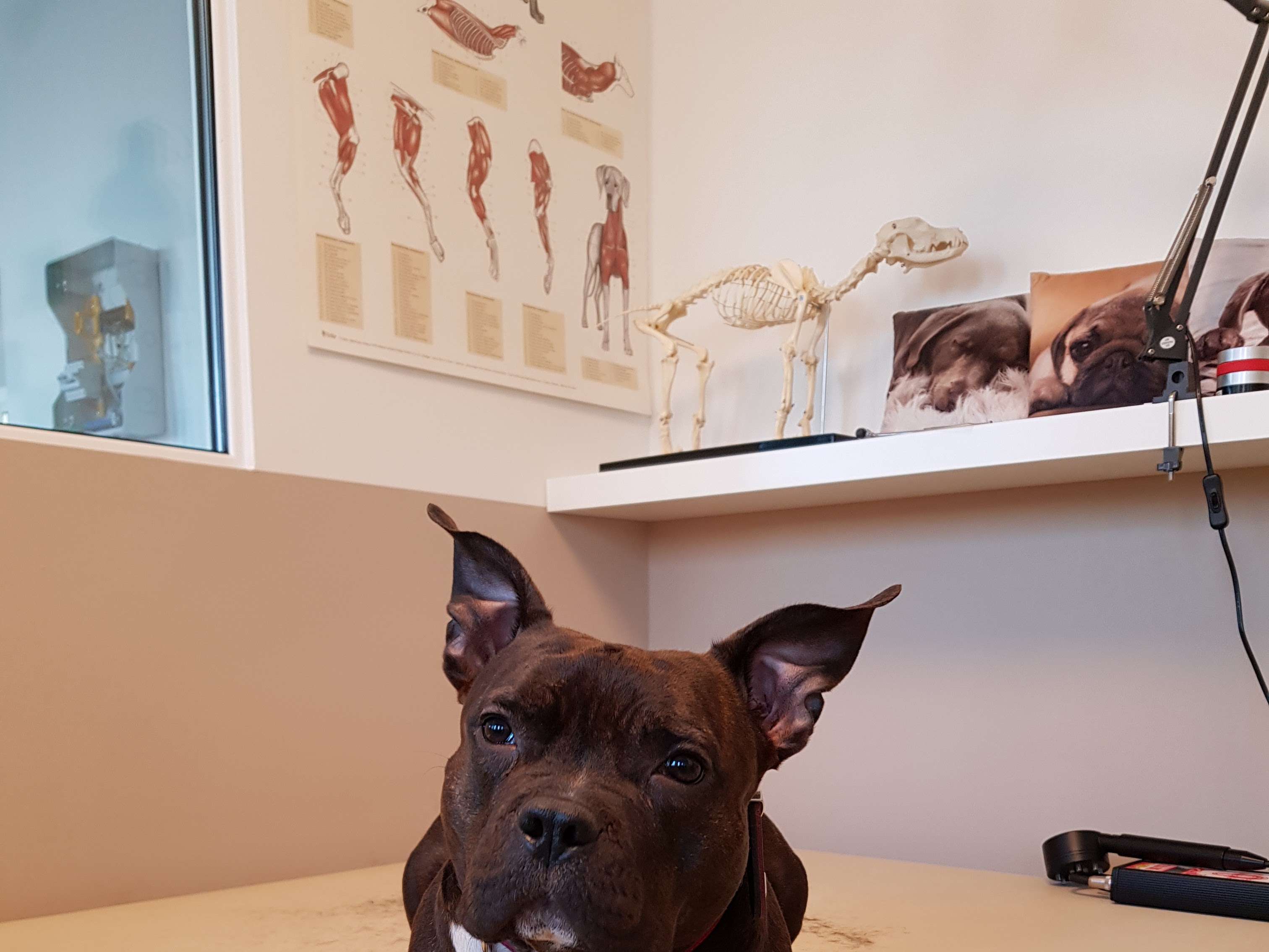 Ansicht 3 von Hundelaufwerk Physiotherapie für Hunde