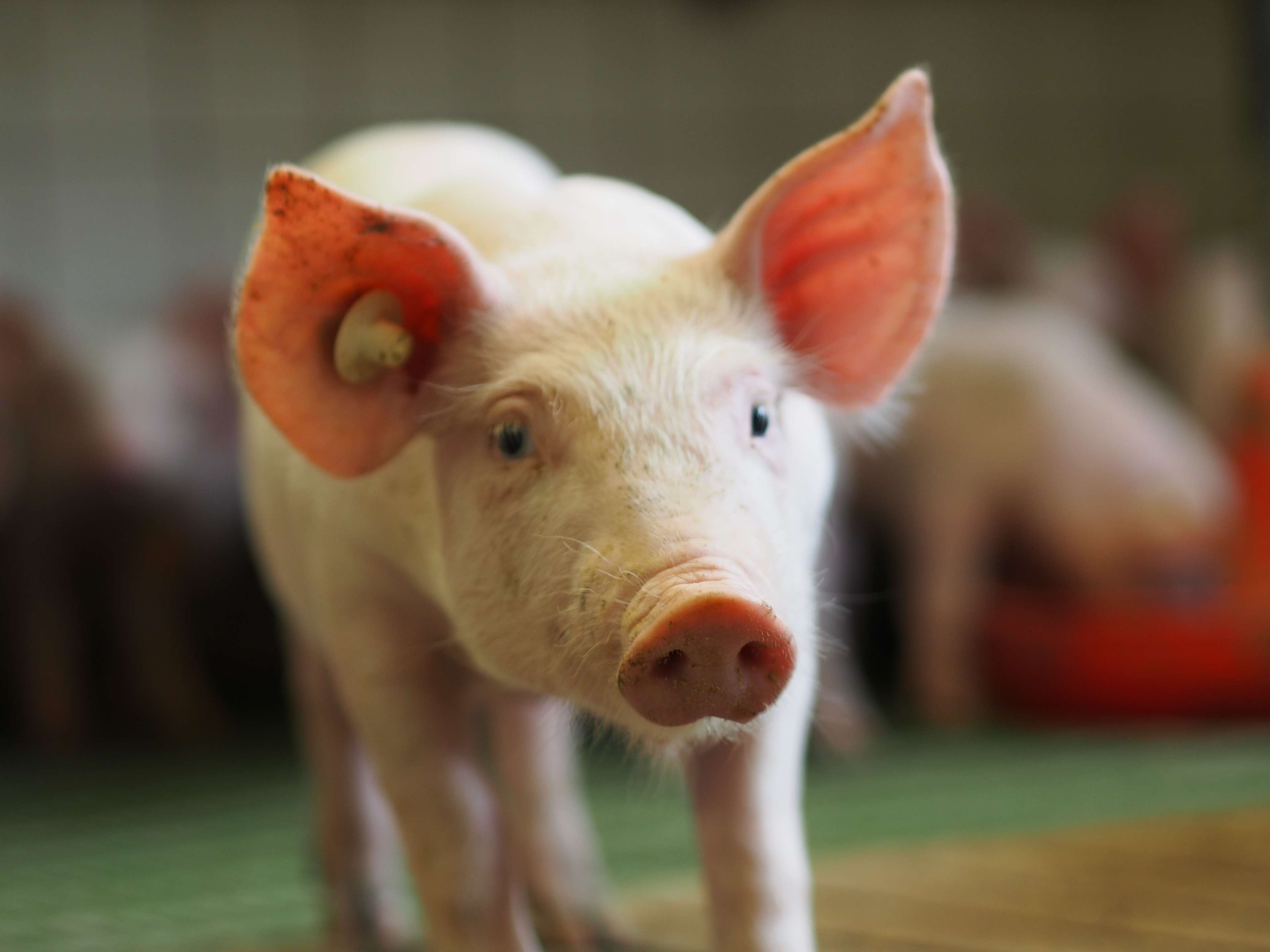 Ansicht 3 von Tierärztliche Gemeinschaftspraxis Dr. Blome, Dr. Vogt, Dr. Kersting, Dr. Fillmer — Standort Dinker