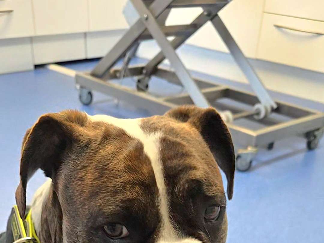 View 1 of Dr. med. vet. Boris Sülzle