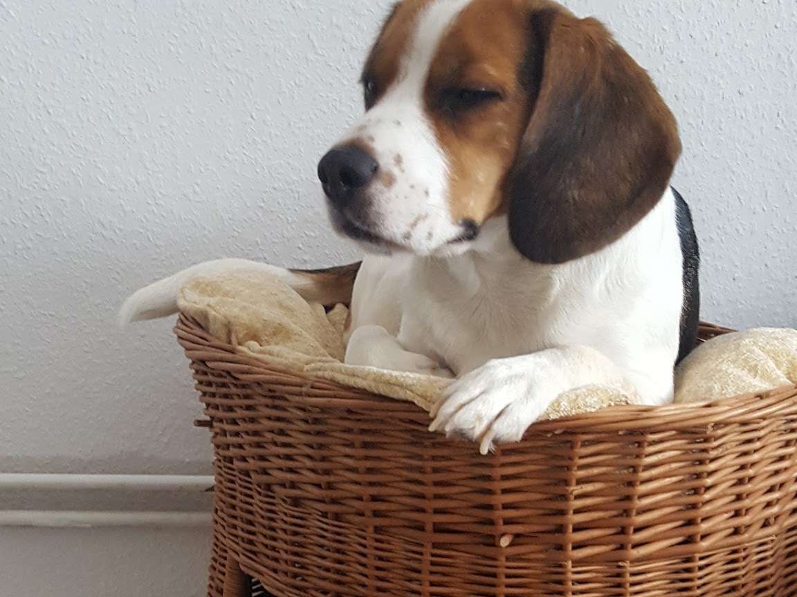 Ansicht 2 von Mobile Tierärztin Rebecca Seyfarth