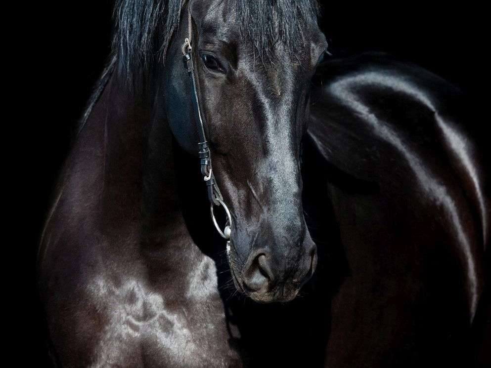 Ansicht 3 von Tierheilpraxis Schwerpunkt Pferde