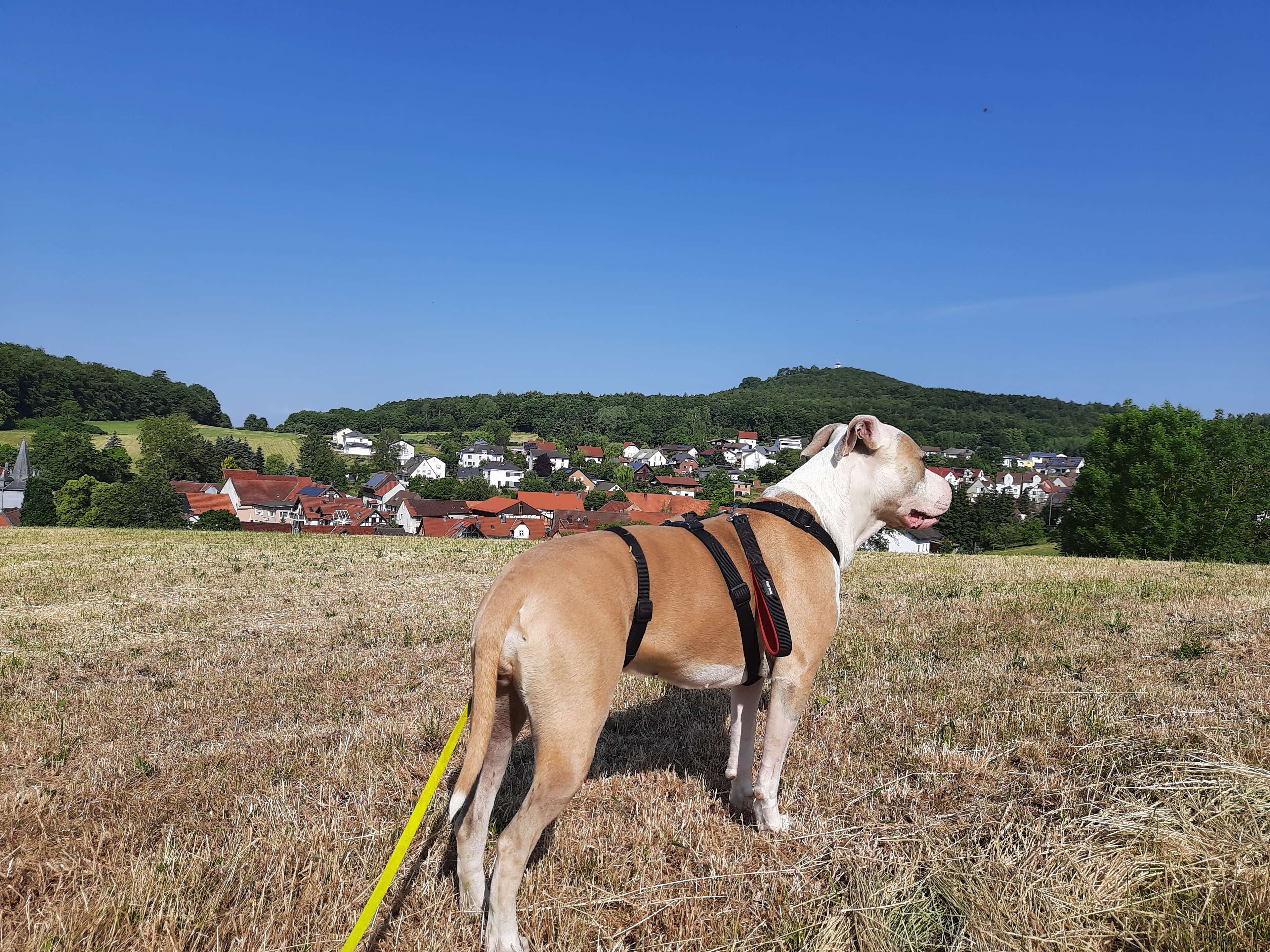 Ansicht 2 von Praxis - Sonne für Tiere