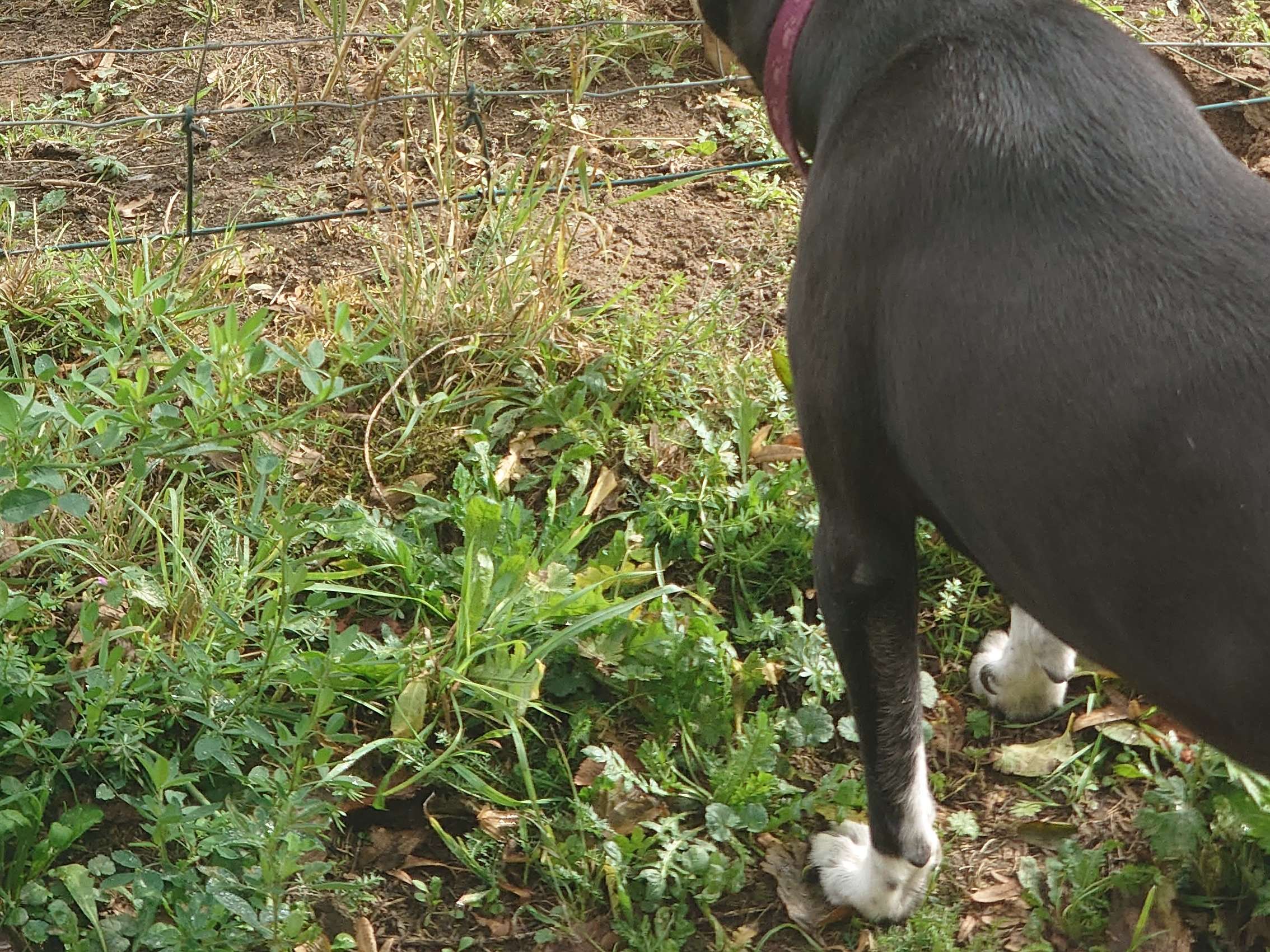 Ansicht 1 von Osteopathie für Pferd und Hund - Anne Köhler