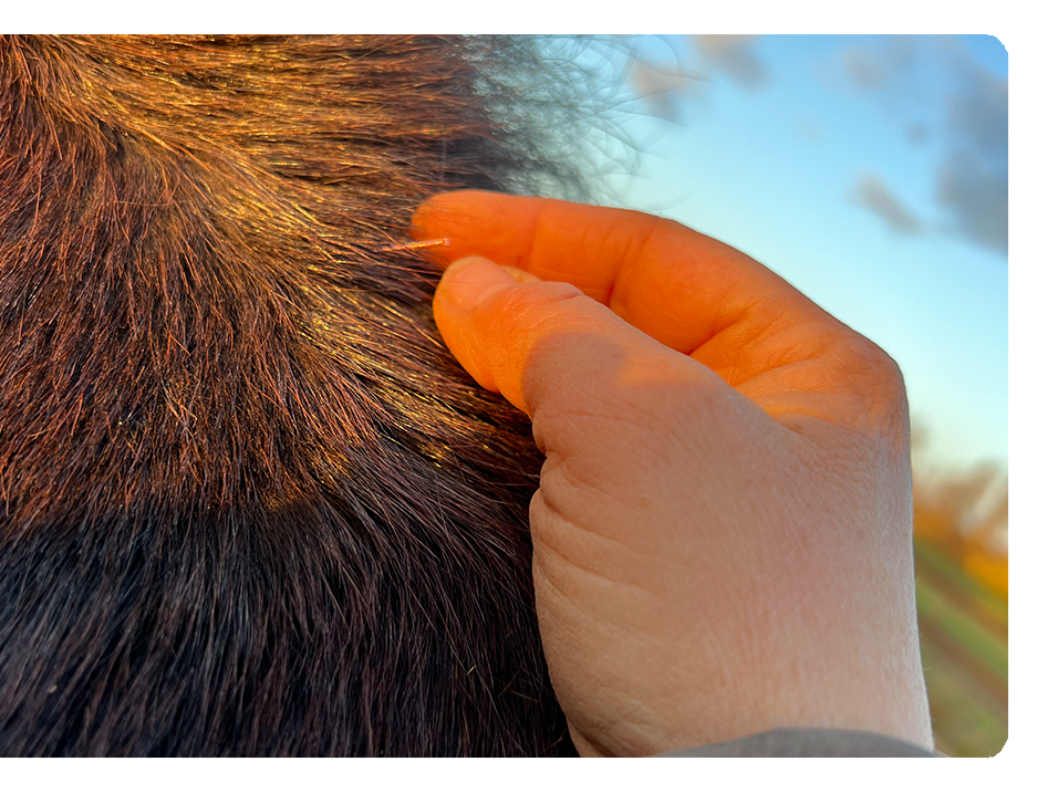 Ansicht 4 von PRAKTISCHE TIERÄRZTIN KAREN KÖTTER | DENTALPRAKTIK | CHIROPRAKTIK | AKUPUNKTUR