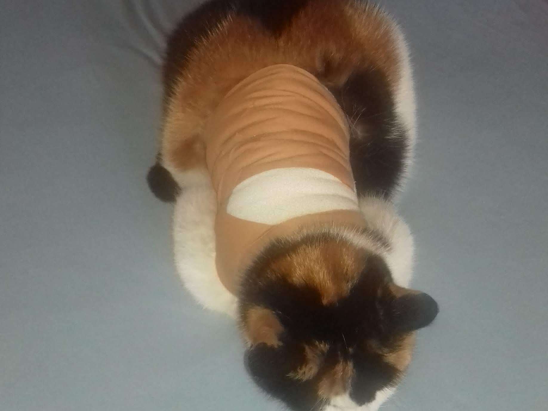View 3 of Dr.med.vet. Heidi Buschmann Tierärztin