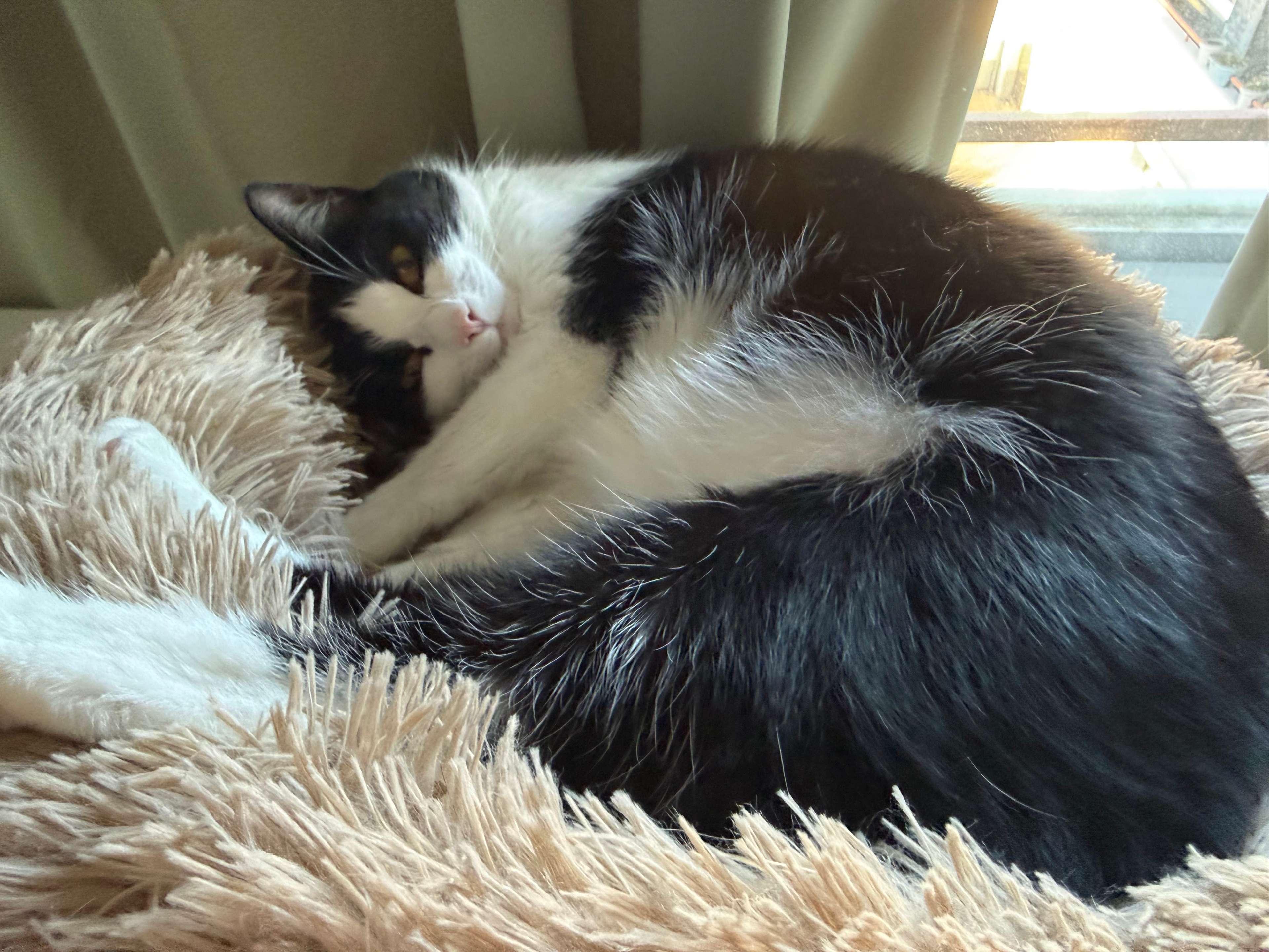 Ansicht 1 von Tierarztpraxis Susan Hoogerwerf