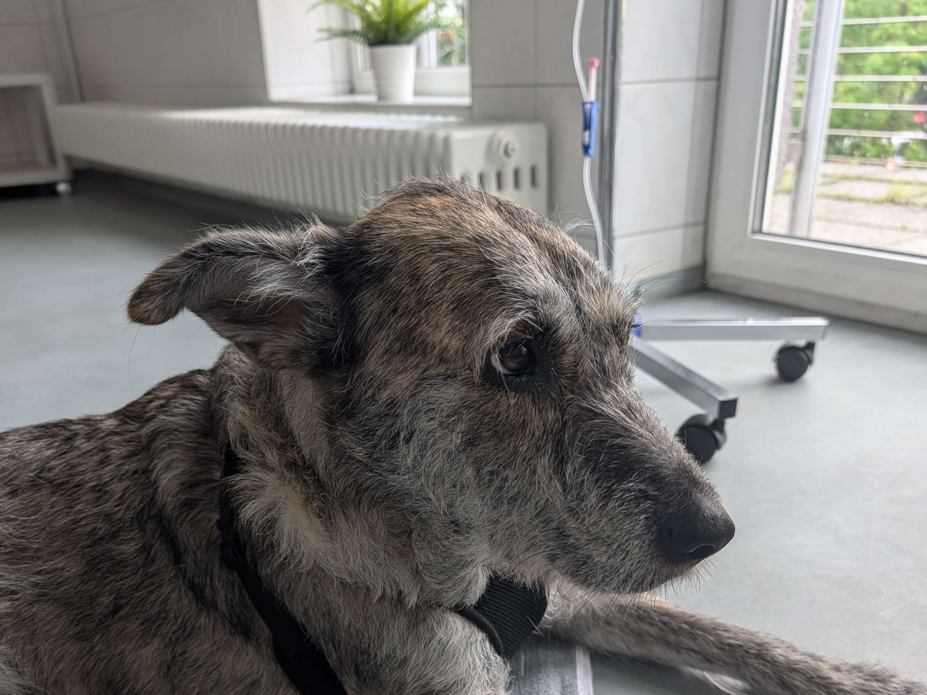 Ansicht 2 von Tierklinik Berlin-Marzahn - Notaufnahme sowie ambulante- und stationäre Behandlung von Hunden, Katzen und Heimtieren