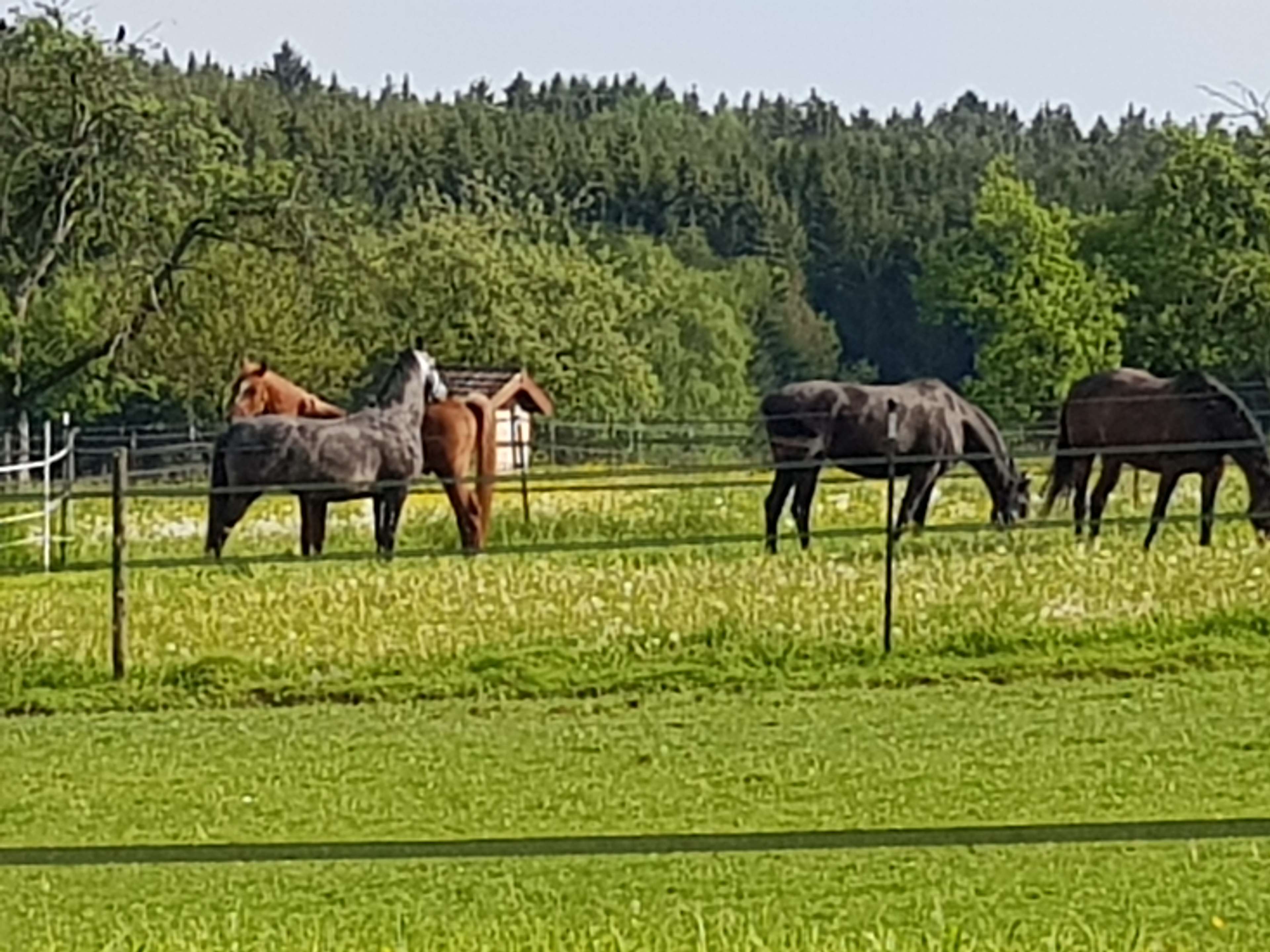 Ansicht 1 von Andreas Blüthner Tierarzt