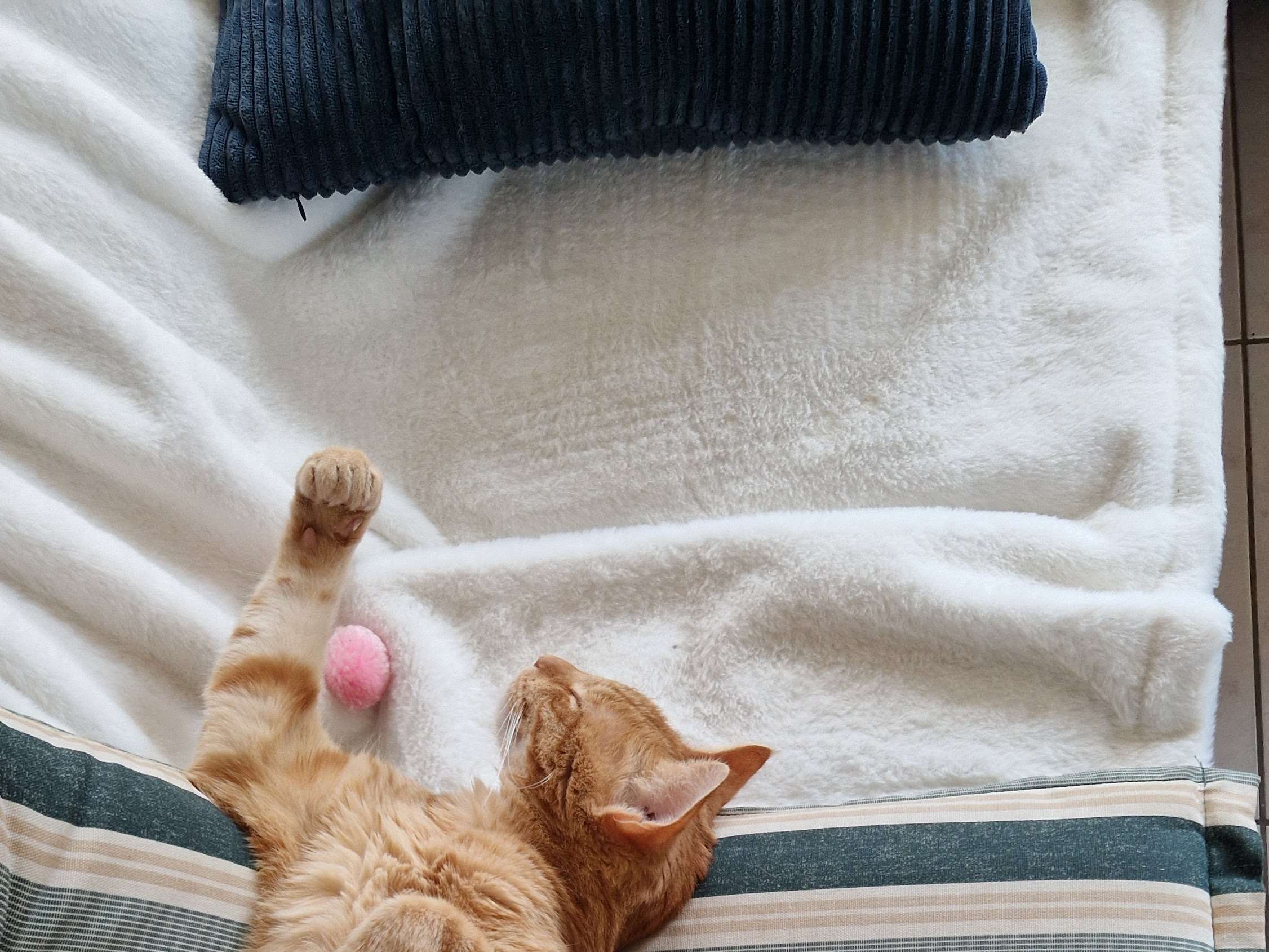 Ansicht 5 von felmo Mobiler Tierarzt Stuttgart