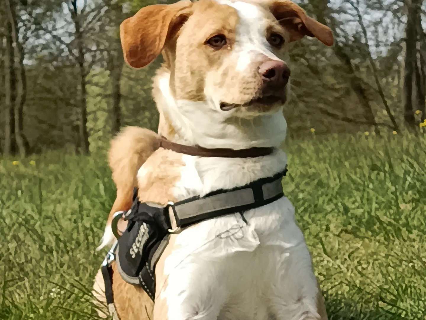 Ansicht 2 von felmo Mobiler Tierarzt Berlin