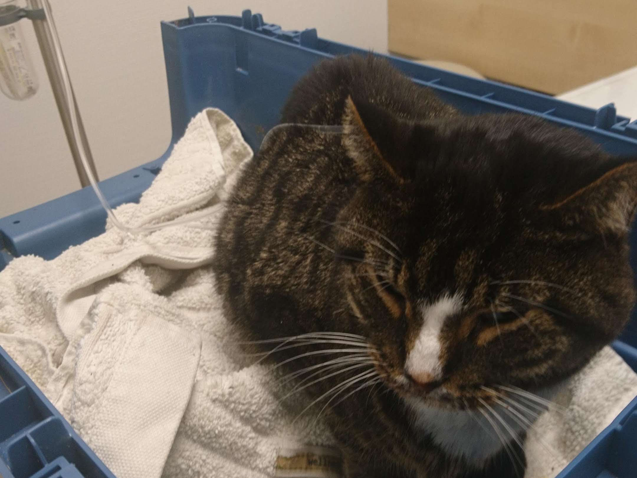 View 2 of Dr. med. vet. Kai Boye