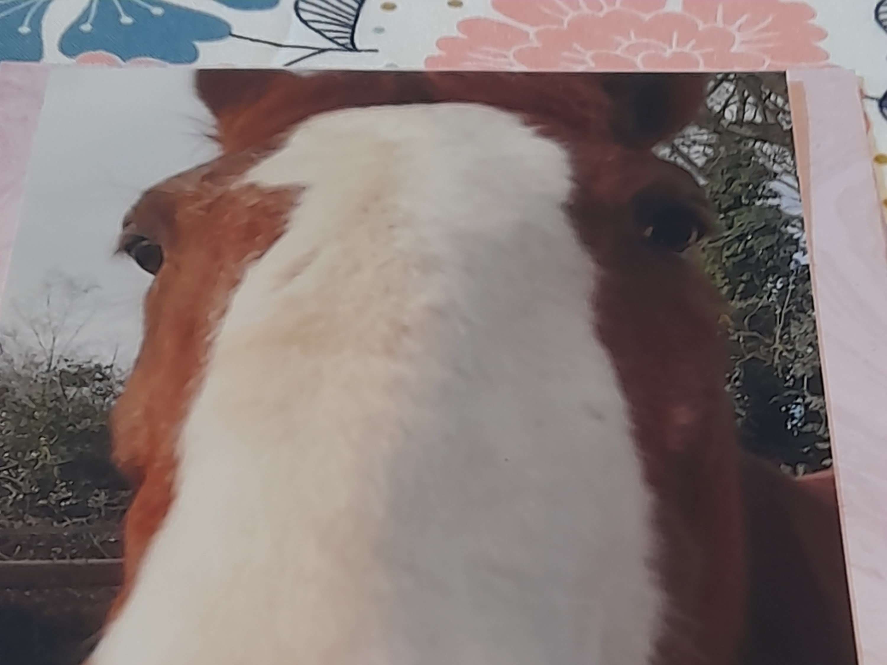 Ansicht 1 von Tierarztpraxis Am Rotweg - Dr. med. vet. Catherine Hauck