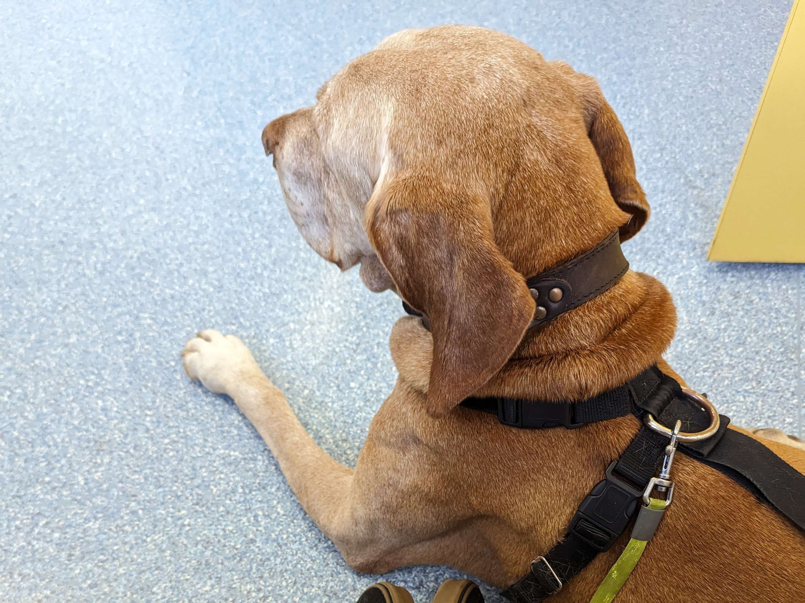 Ansicht 2 von Hundepraxis I Katzenpraxis - Fachtierarzt Dr. Lars Nethe