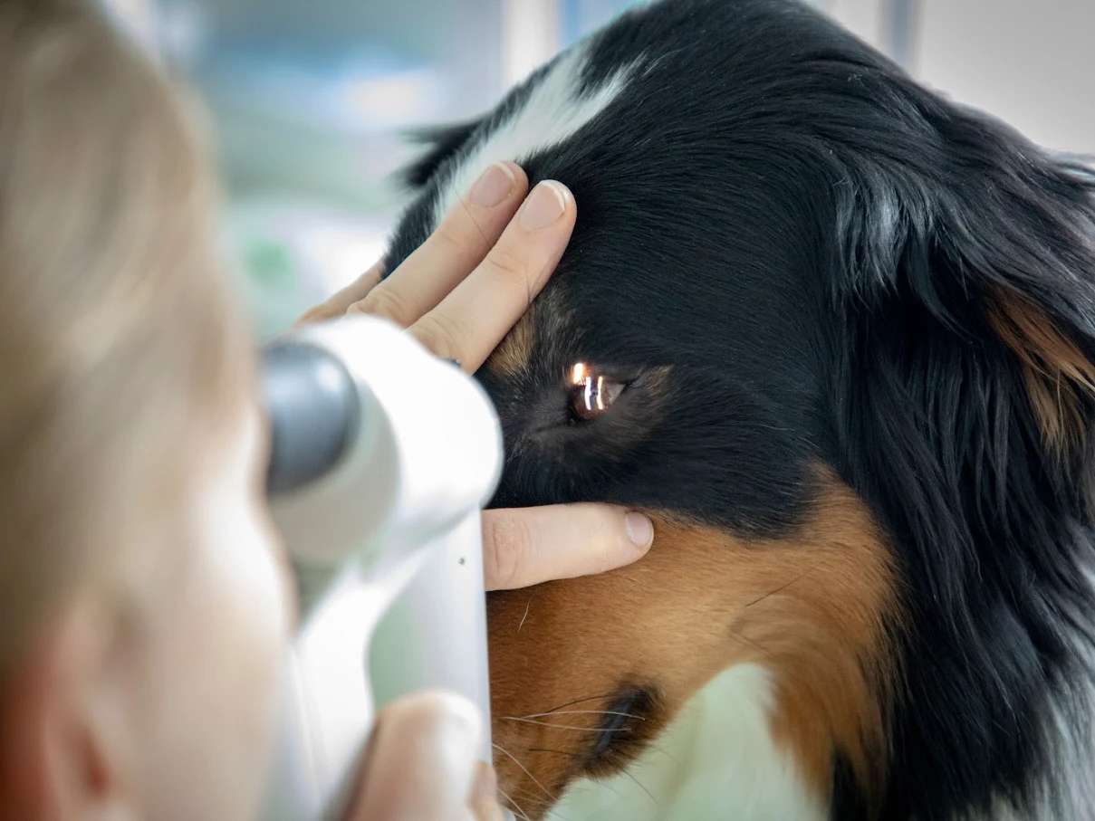 Ansicht 1 von Augen Tierarzt Oberpfalz
