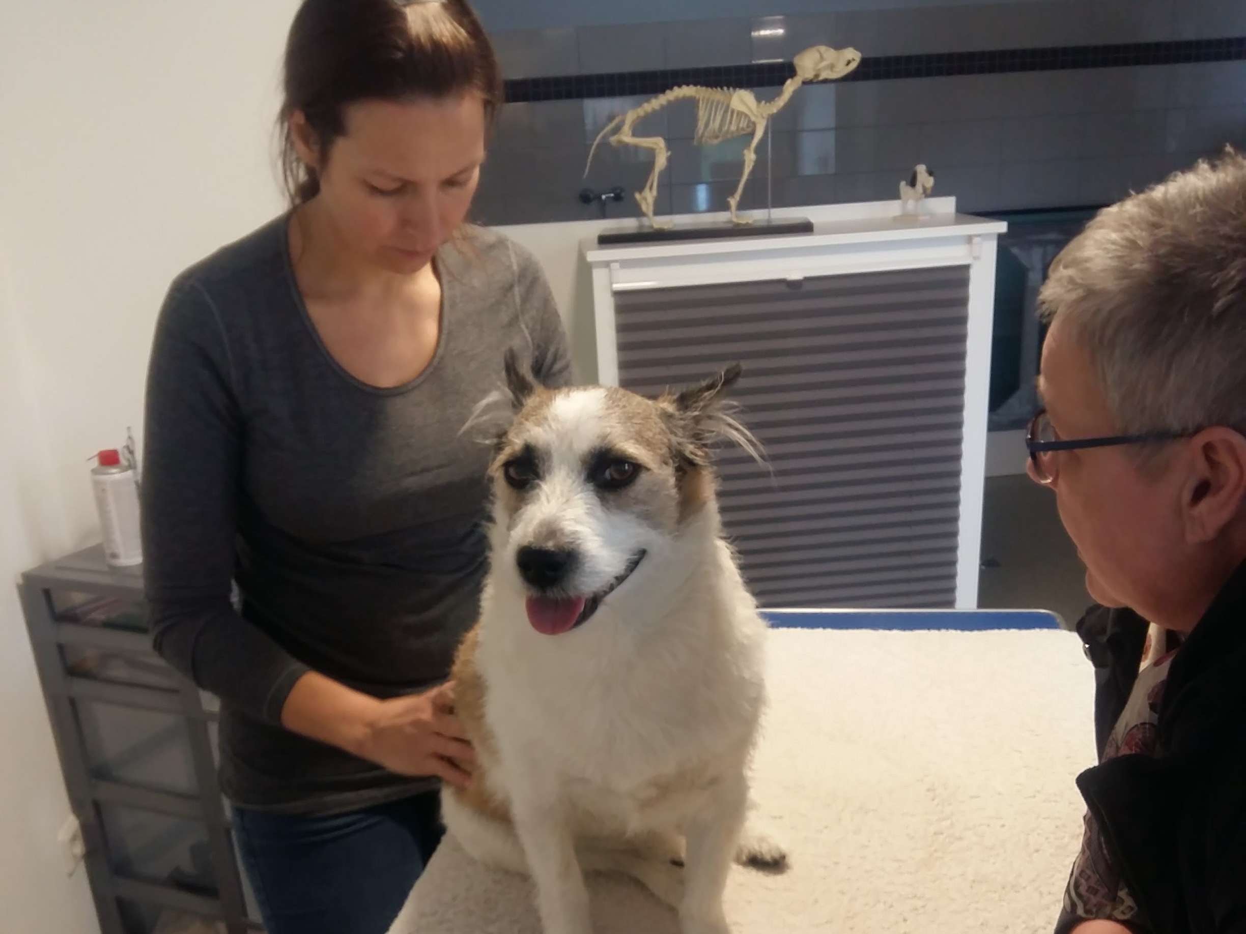 Ansicht 1 von Praxis für Tierphysiotherapie & Hundesalon Osterode