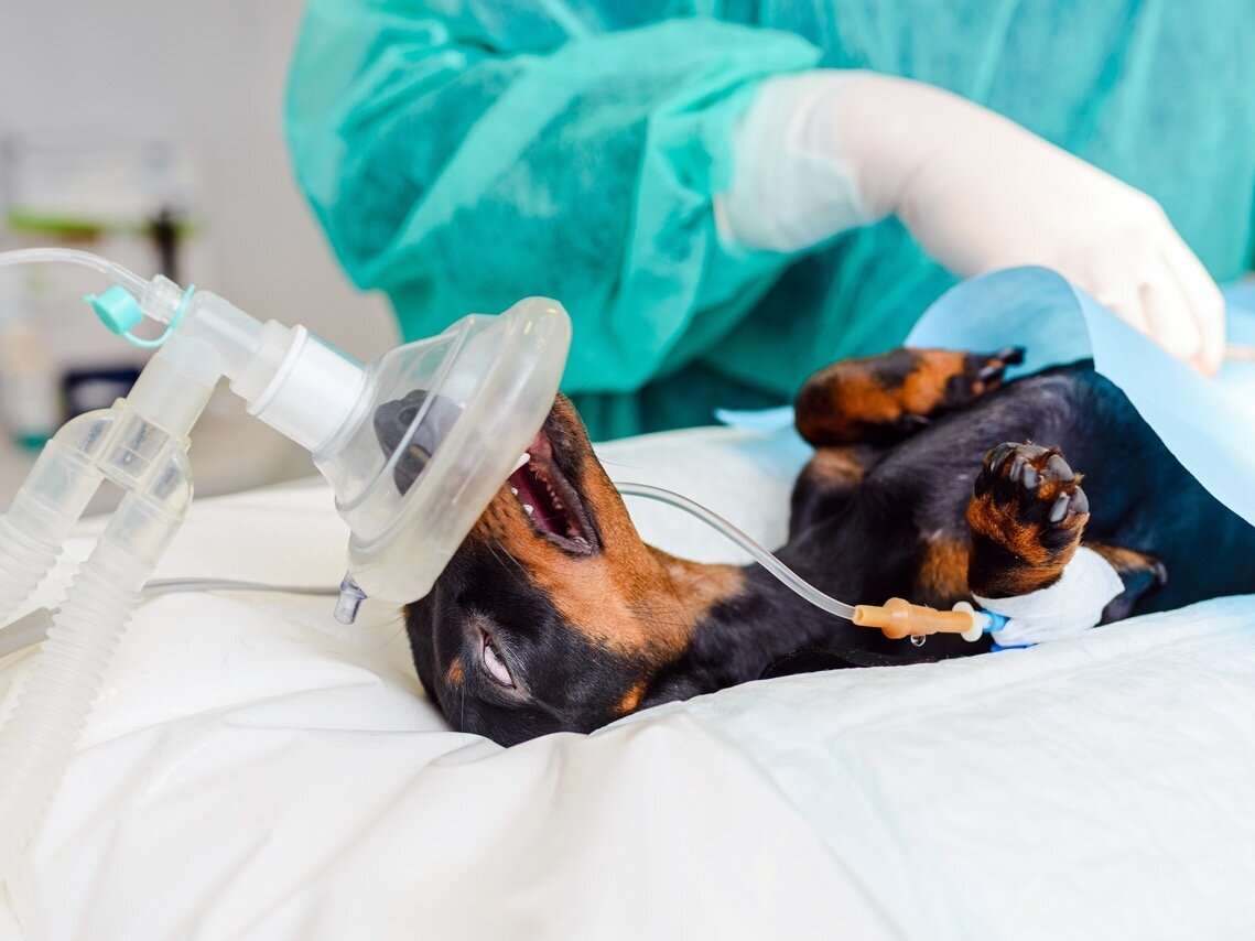 Ansicht 1 von Kleintierpraxis Dr. med. vet. Kallweit
