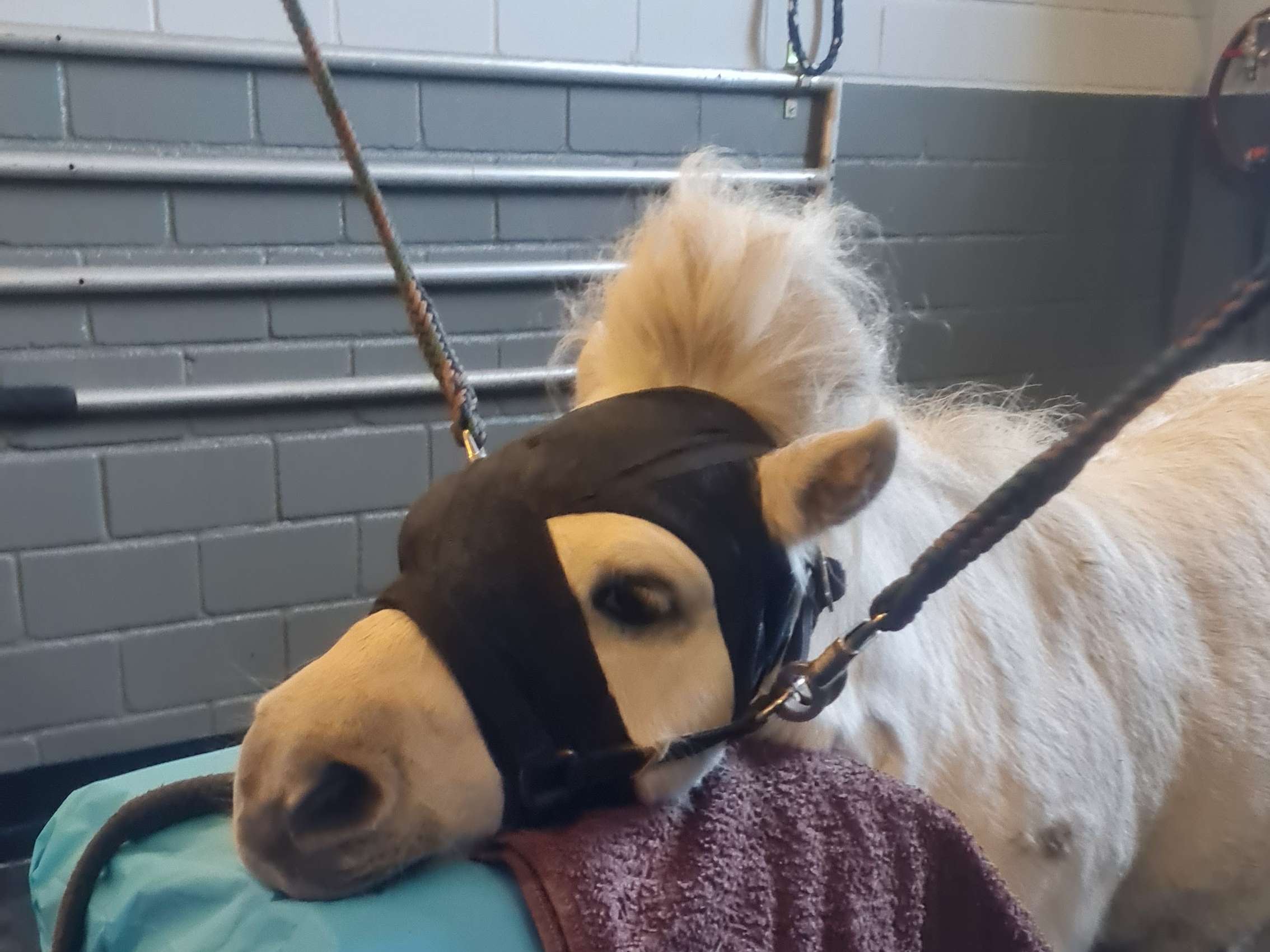 Ansicht 1 von Dr.med.vet. Sophie Koppe Tierärztin
