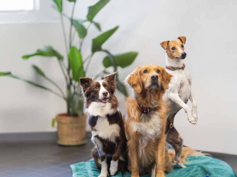 Ansicht 1 von Zentrum für ganzheitliche Tiergesundheit, Tierarzt Gevelsberg