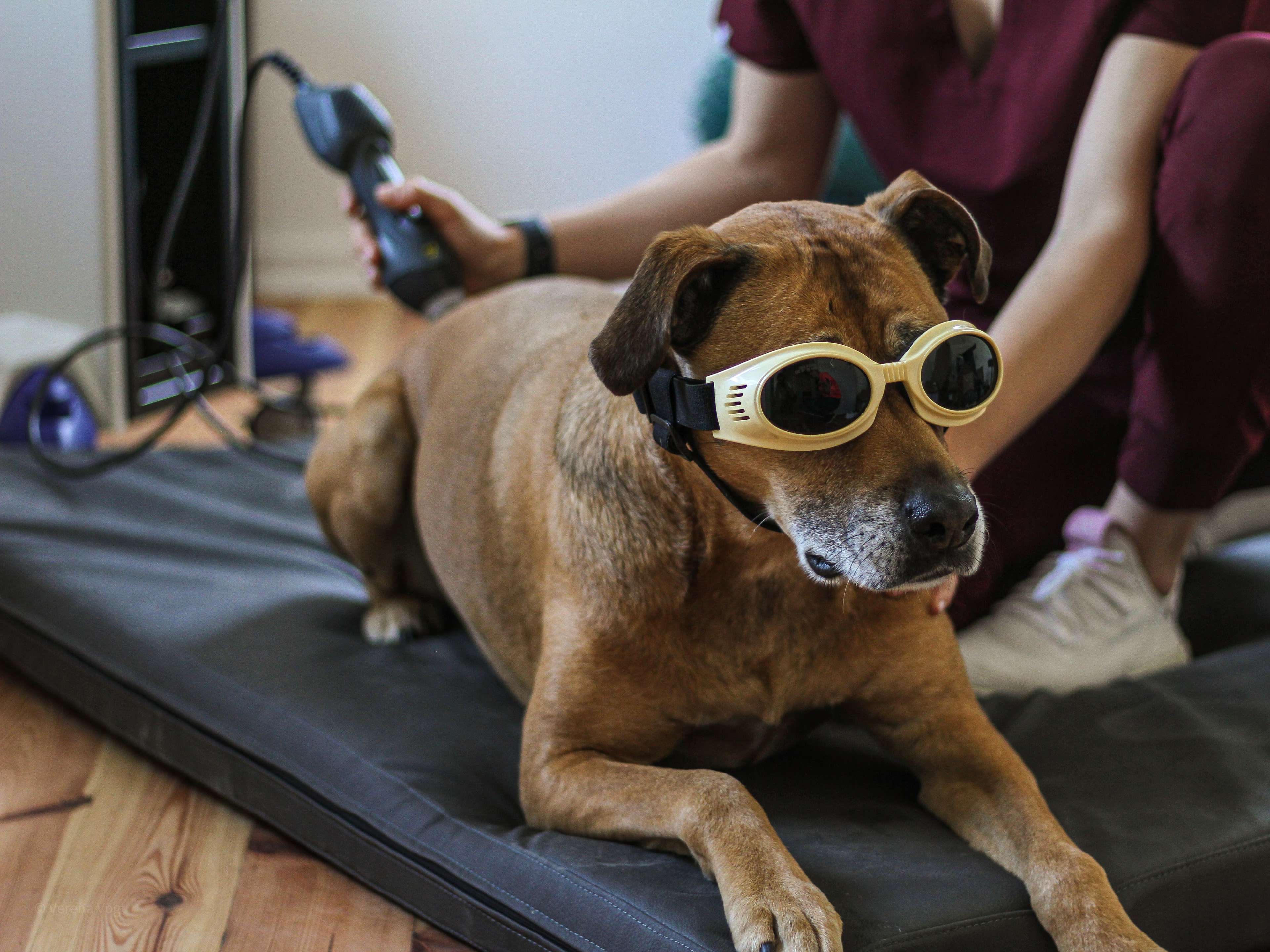 Ansicht 1 von ALL HANDS ON DOGS