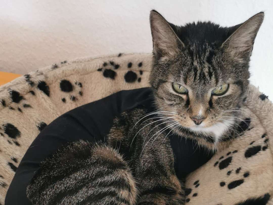 Ansicht 2 von Tierärztliche Klinik für Kleintiere - Leverkusen