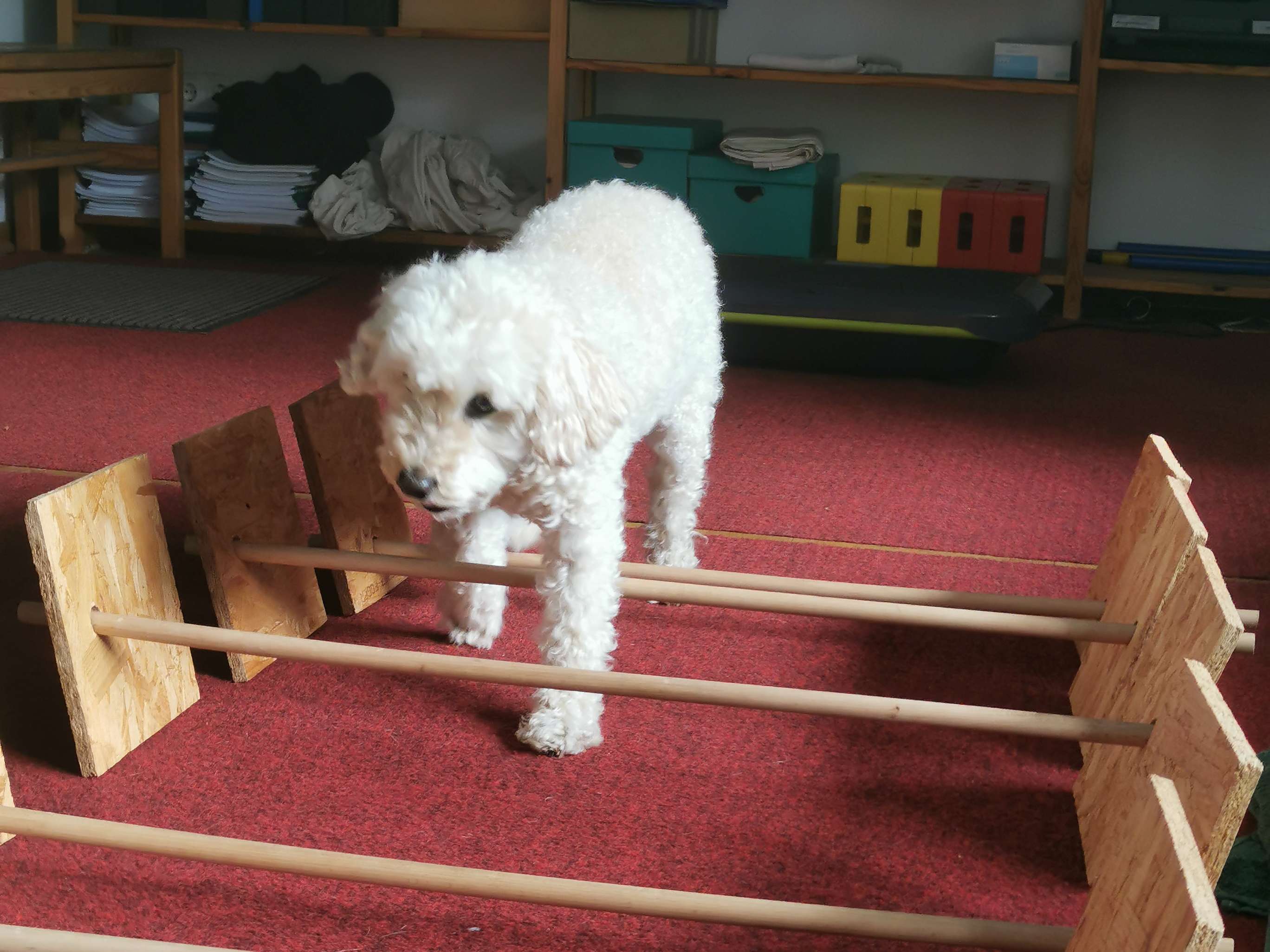 Ansicht 2 von Krumme Hunde - Physio Therapie Praxis für Tiere