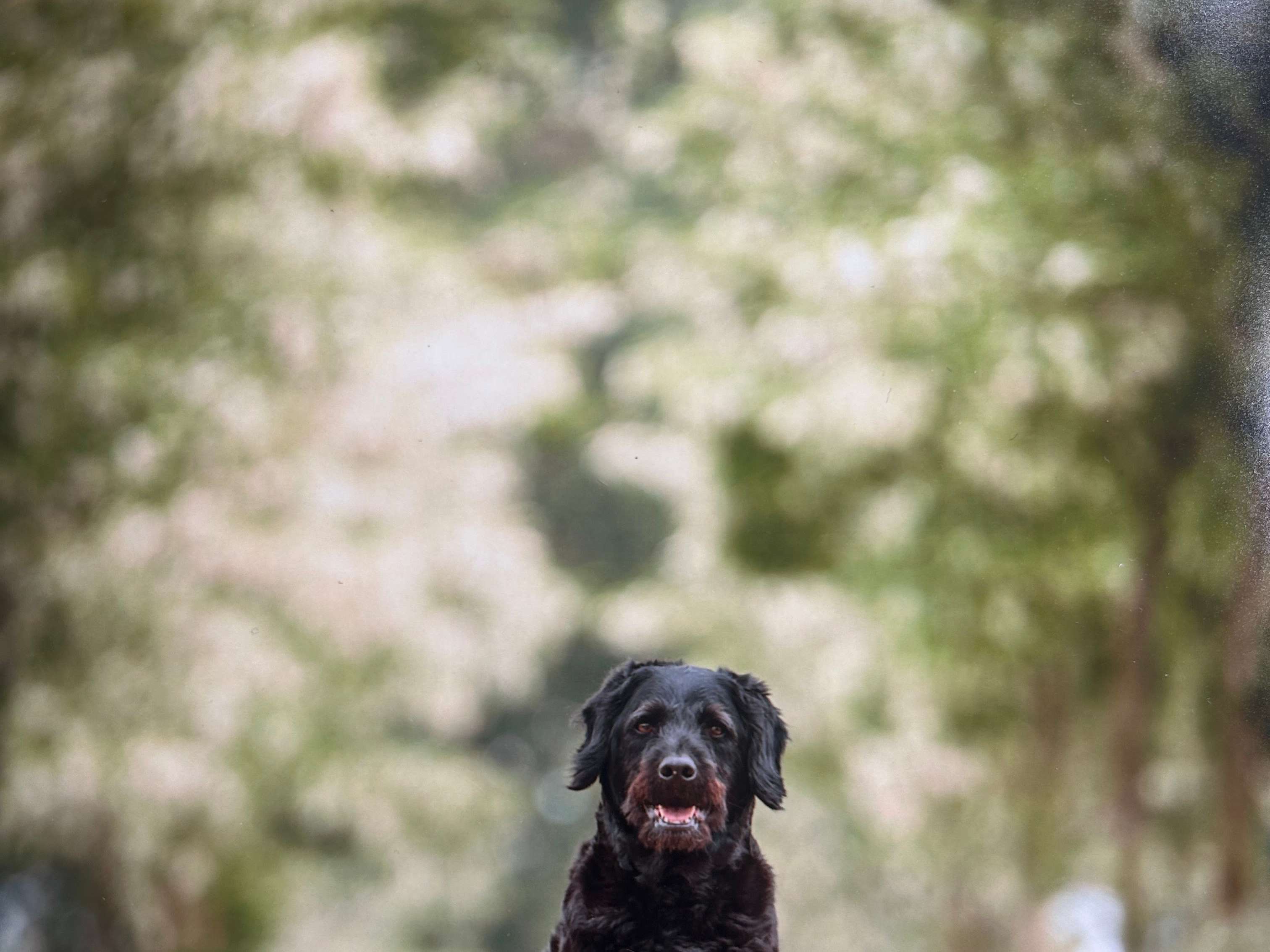 Ansicht 1 von Hund Katze Herz Claudia von Ruffer Tierarztpraxis für kardiologische Untersuchungen