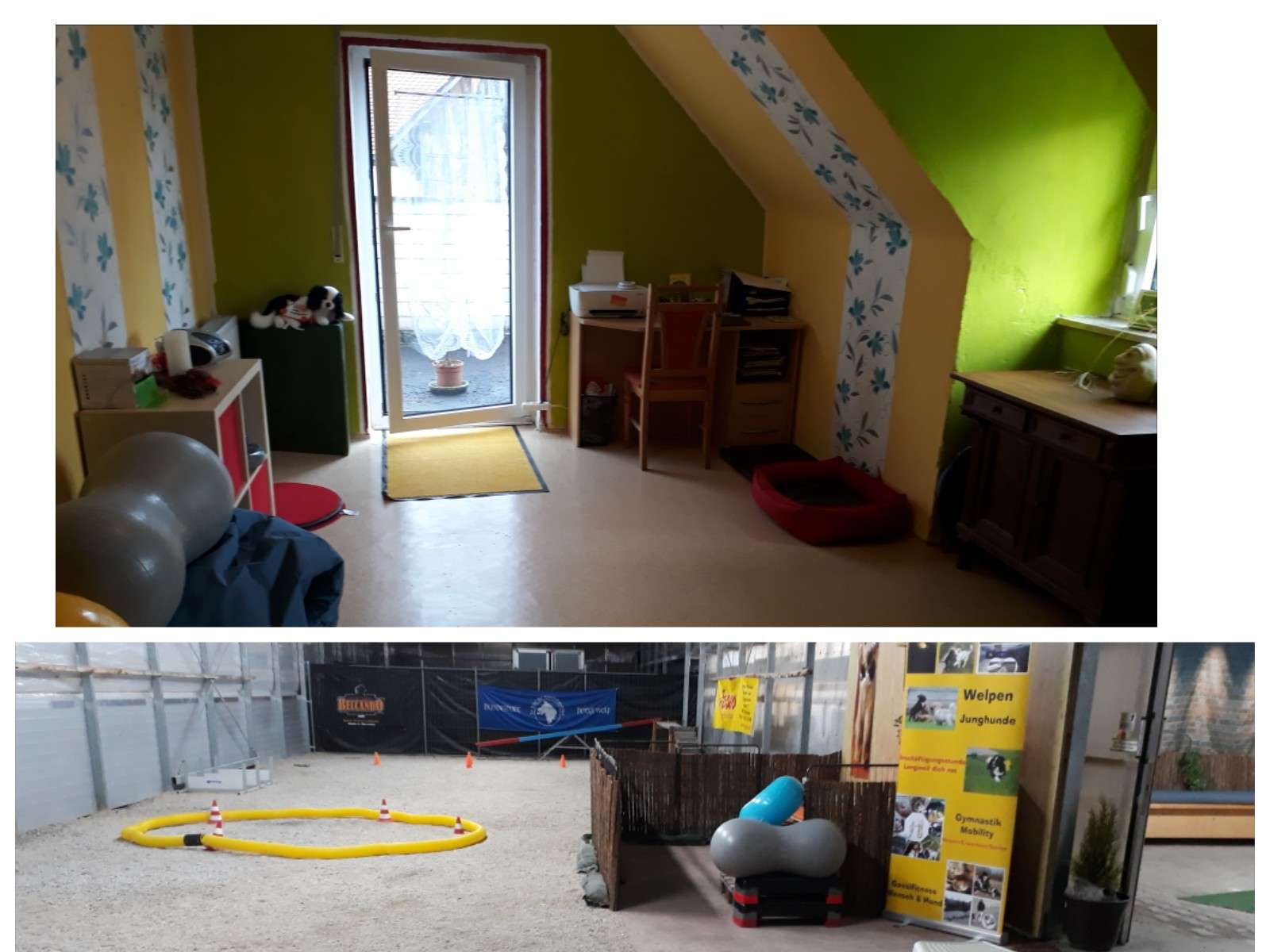 Ansicht 2 von Hundephysiotherapie