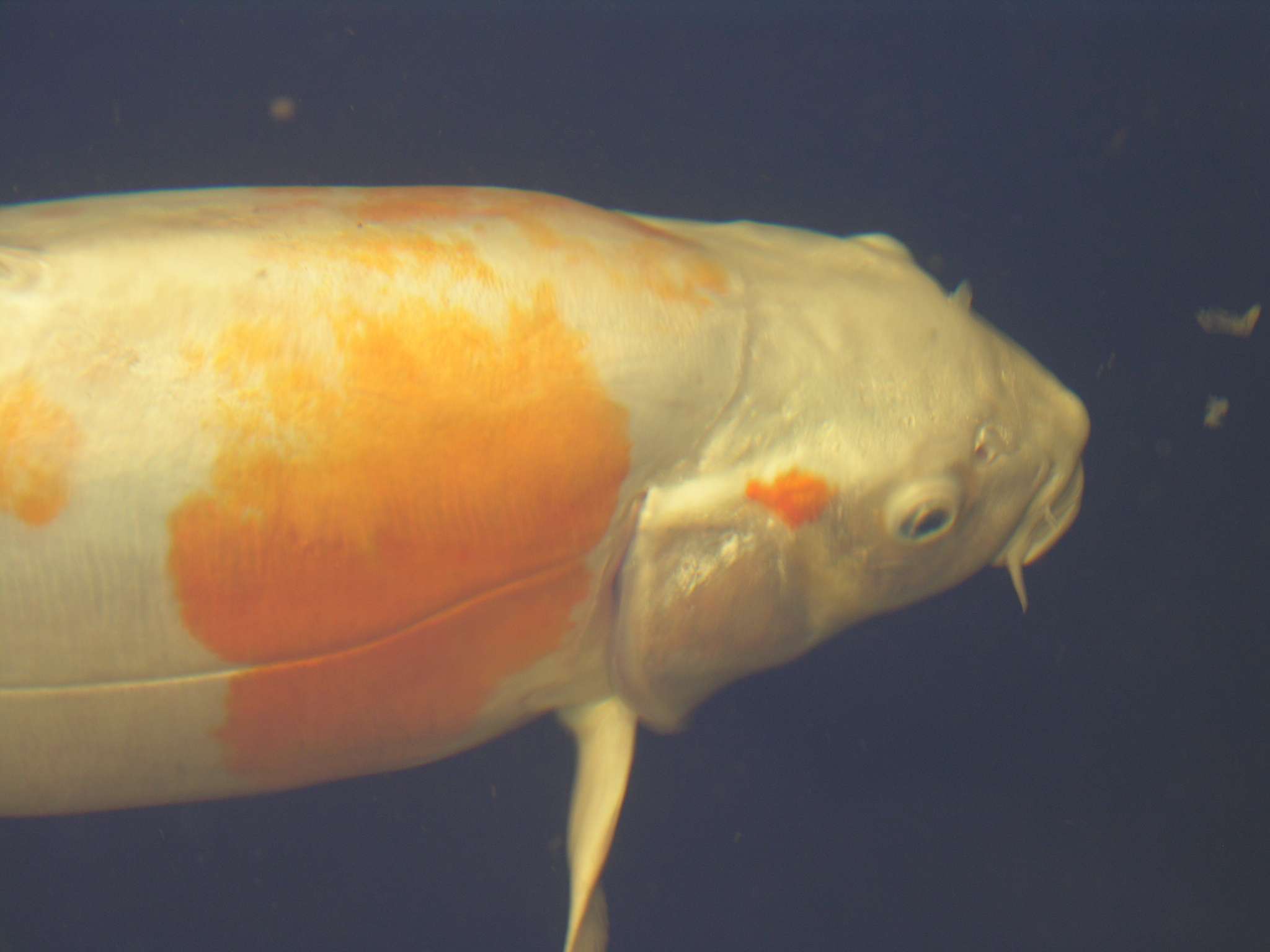 Ansicht 2 von Dr.med.vet. Achim Bretzinger Fachtierarzt für Fische