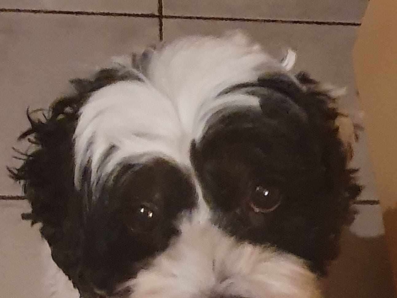 Ansicht 2 von Ernährungsberatung für Hund & Katze von Fachtierärztin Dr. Melanie Thes