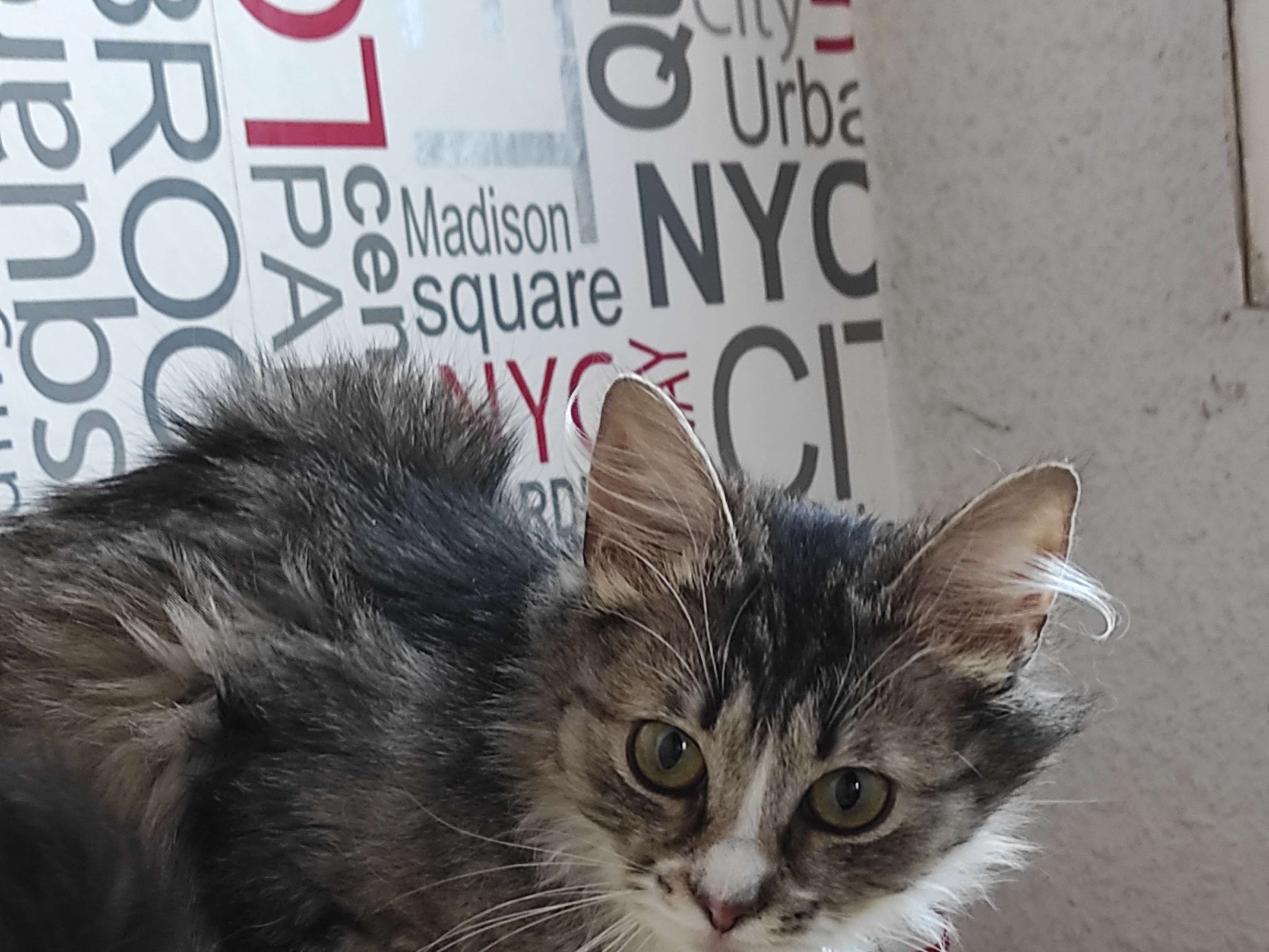 Ansicht 3 von Kleintierpraxis Neustadt Dr. med. vet. Deisenroth
