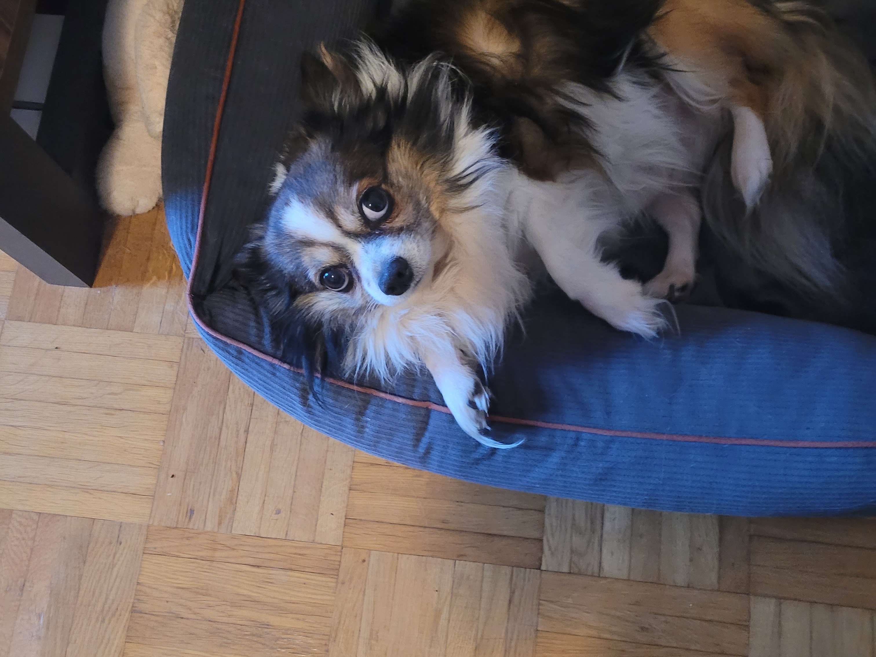 Ansicht 3 von Dr.med.vet. Susanne Trilling Tierärztin