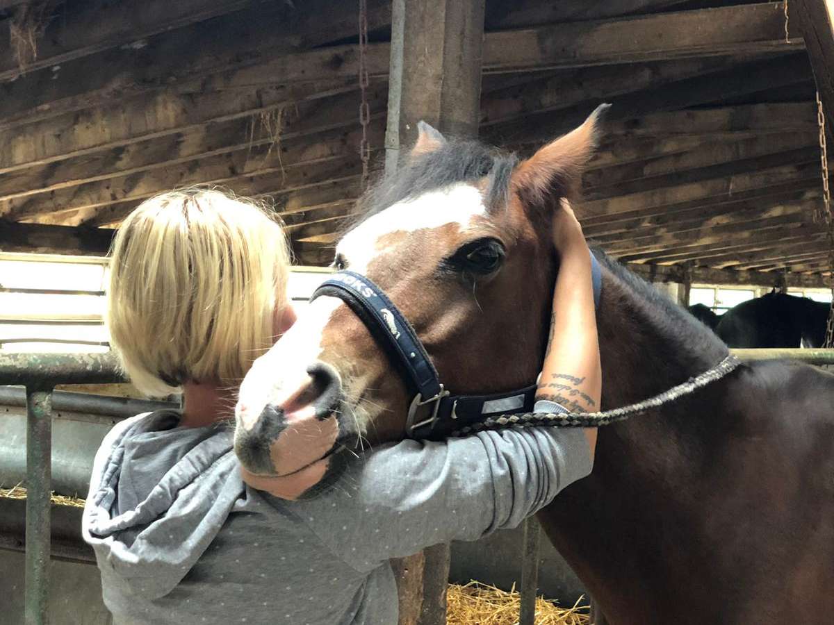 Ansicht 1 von Tierphysiotherapie für Hund und Pferd Gesa Wischnewski