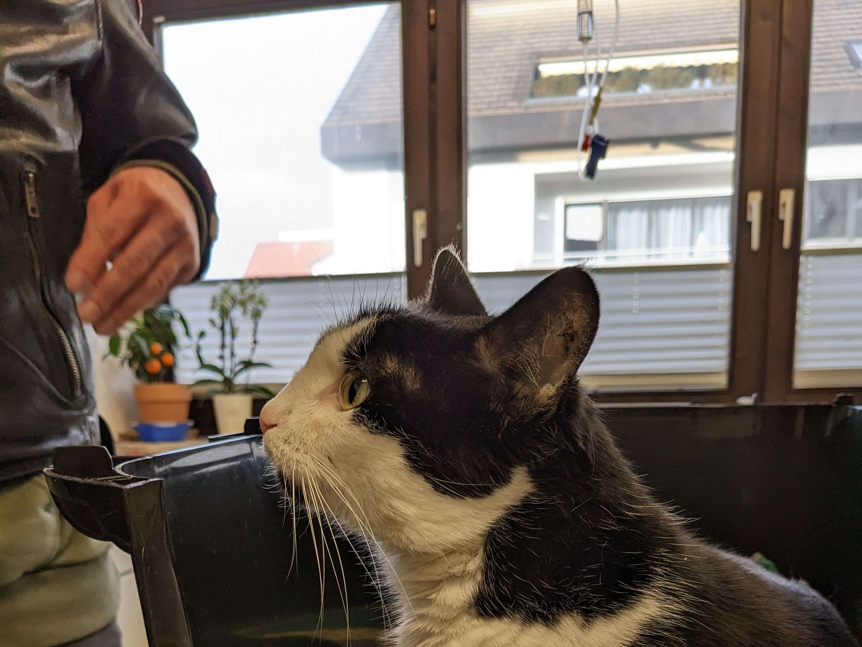 Ansicht 2 von Tierarzt Mara Tipuric,Dr.vet.med
